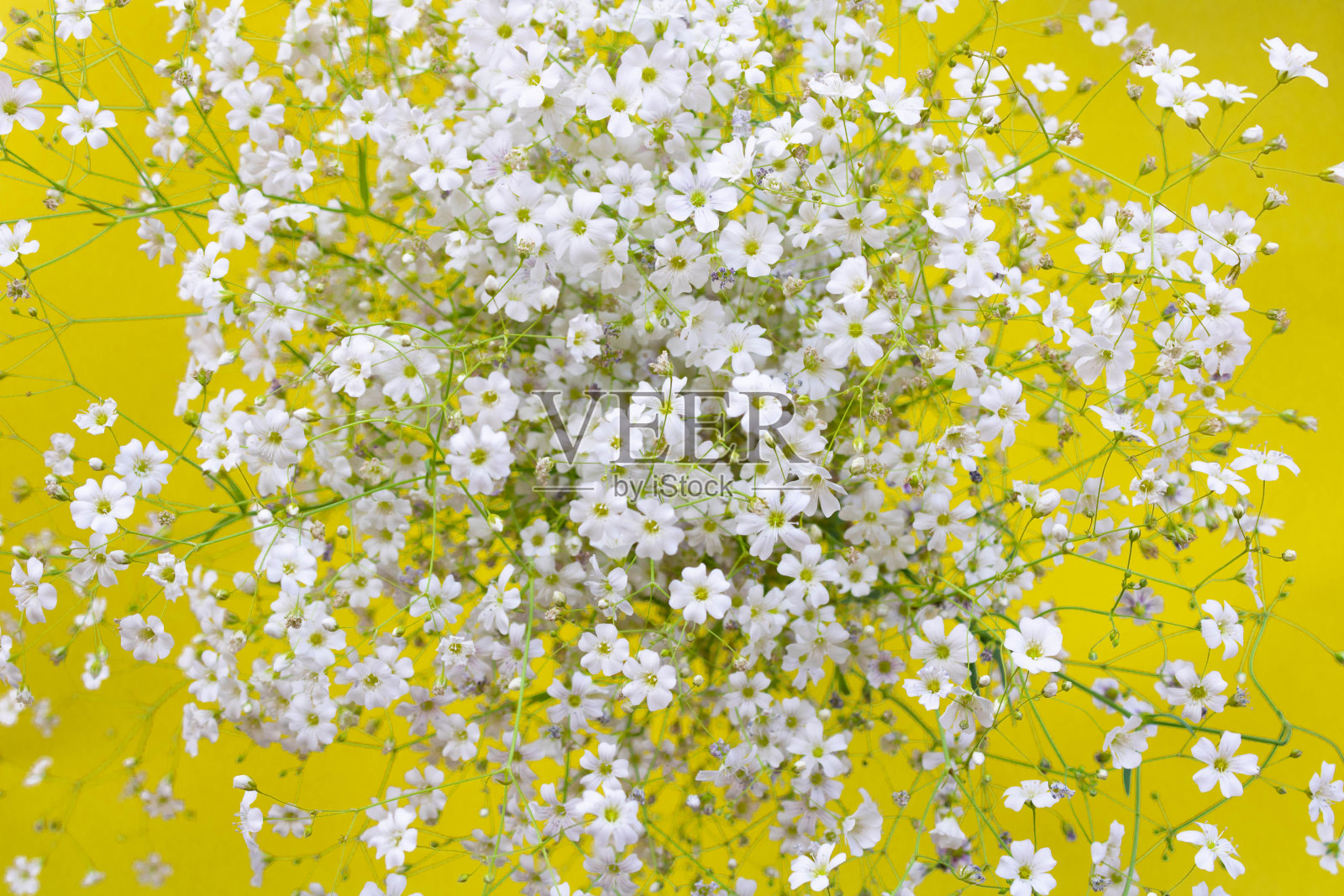 美丽的小白花在黄色的背景，高角度的观点照片摄影图片