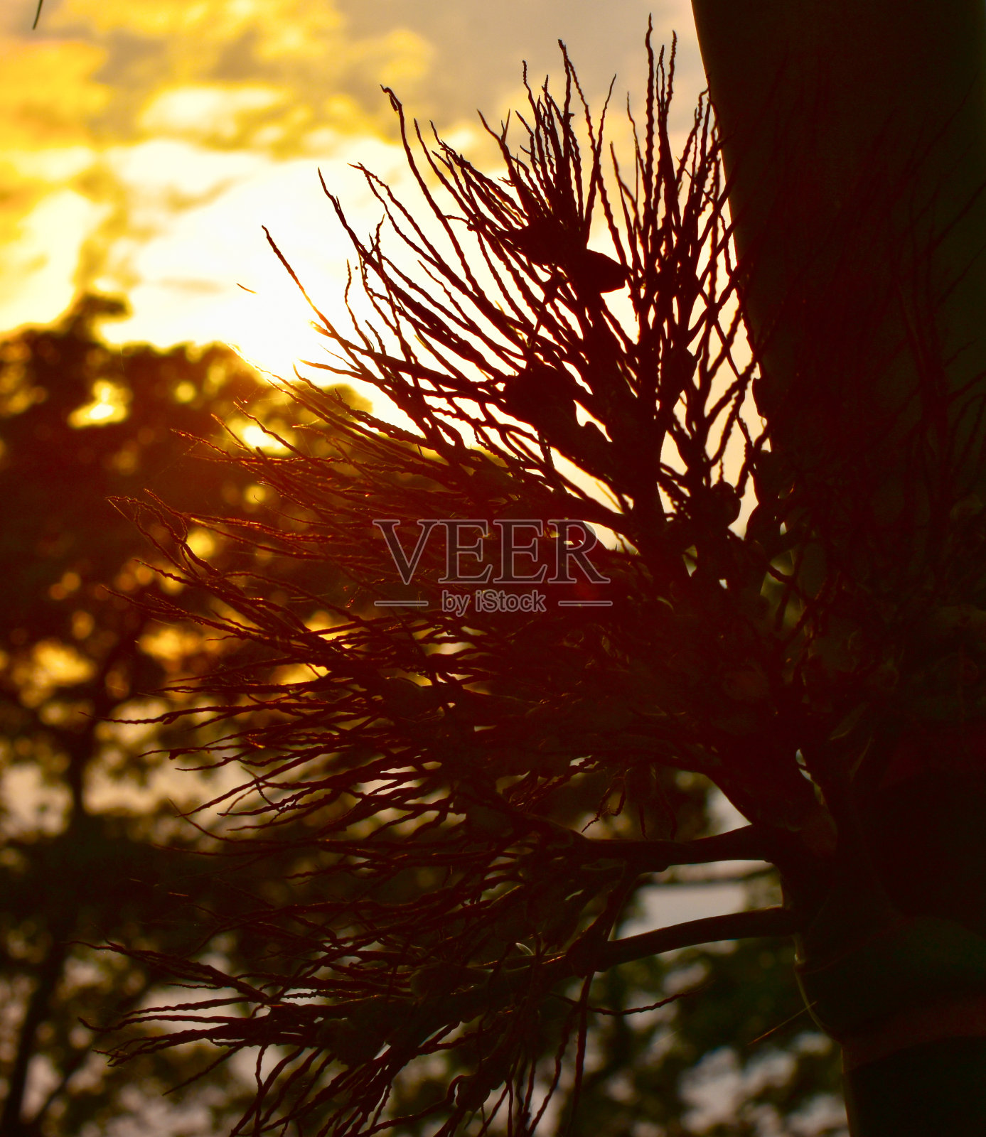 在明亮的阳光下剪影树的部分照片摄影图片