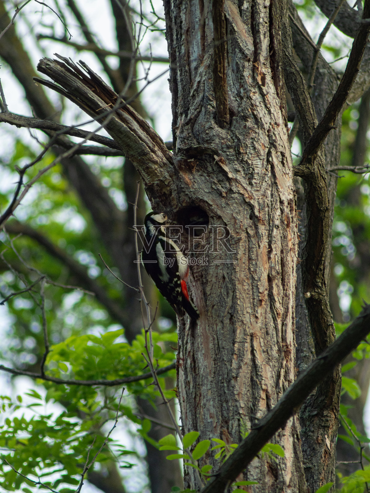自然照片摄影图片