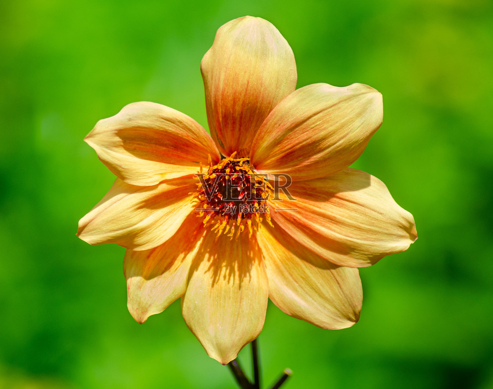 黄色和阳光明媚的照片摄影图片