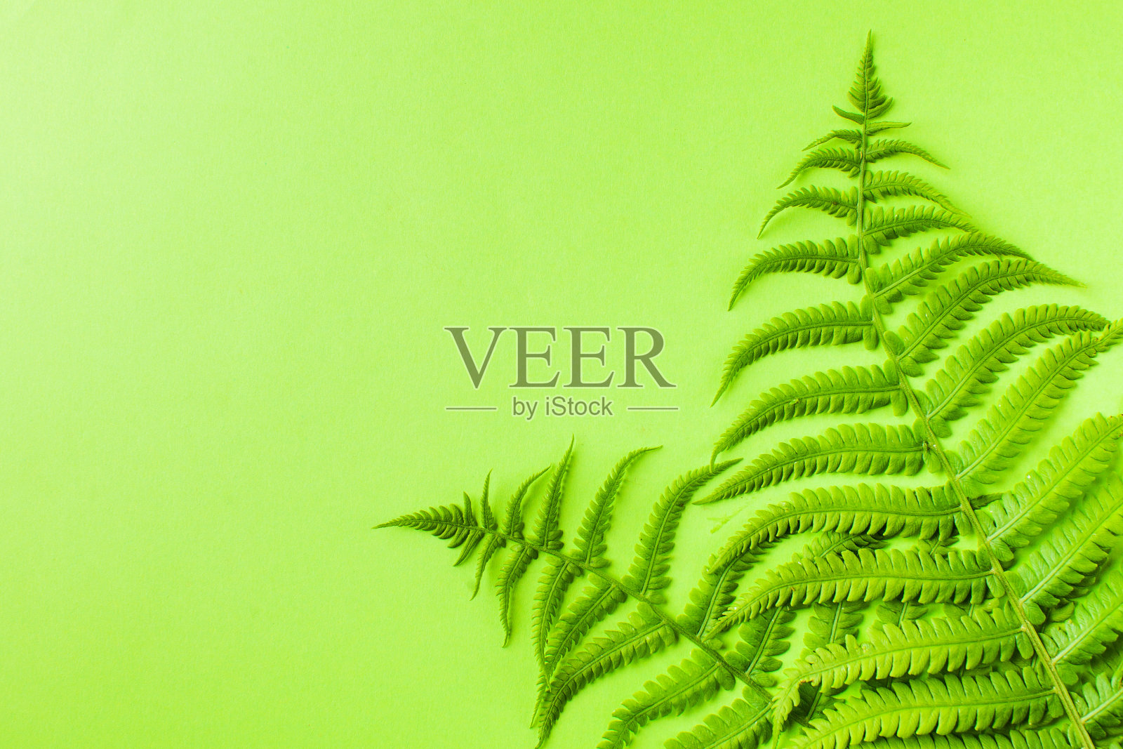 夏季热带背景与蕨类在绿色的背景。副本的空间。照片摄影图片