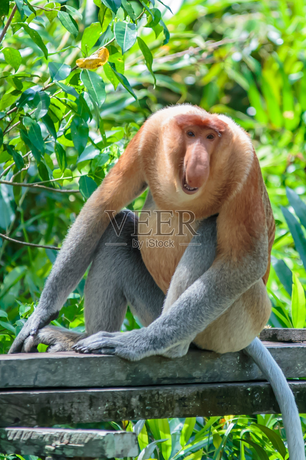 长鼻猴(幼虫鼻)照片摄影图片