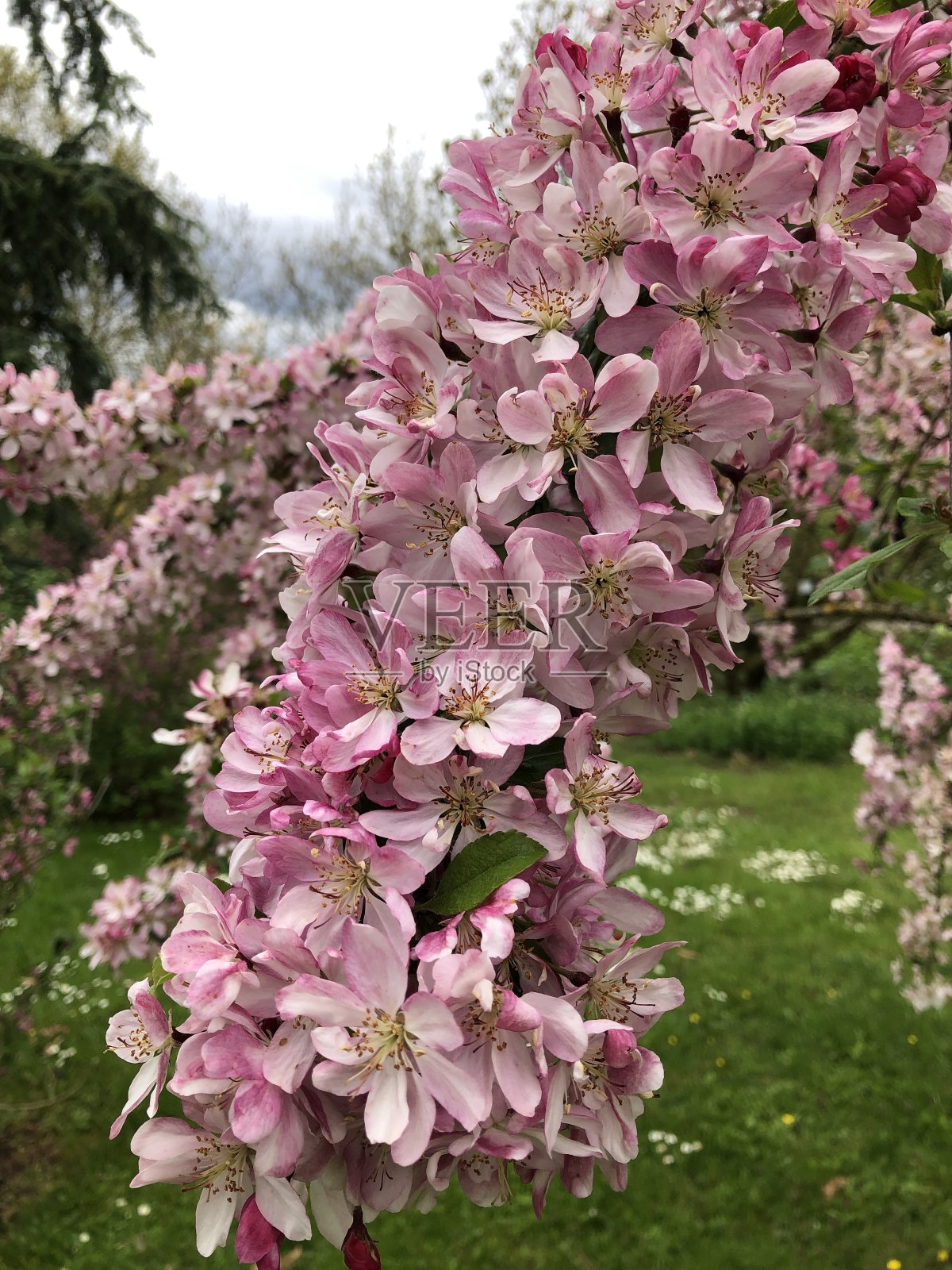 春天的日本苹果树照片摄影图片
