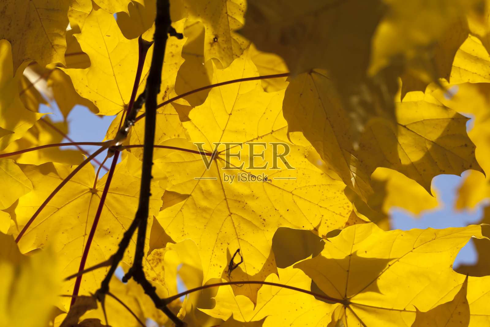 改变秋天枫叶的颜色照片摄影图片