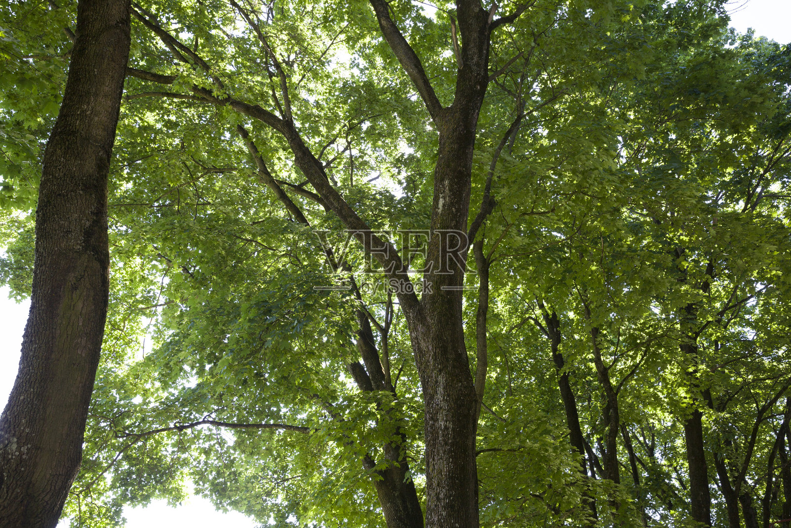 阳光下的绿色美丽的树叶照片摄影图片