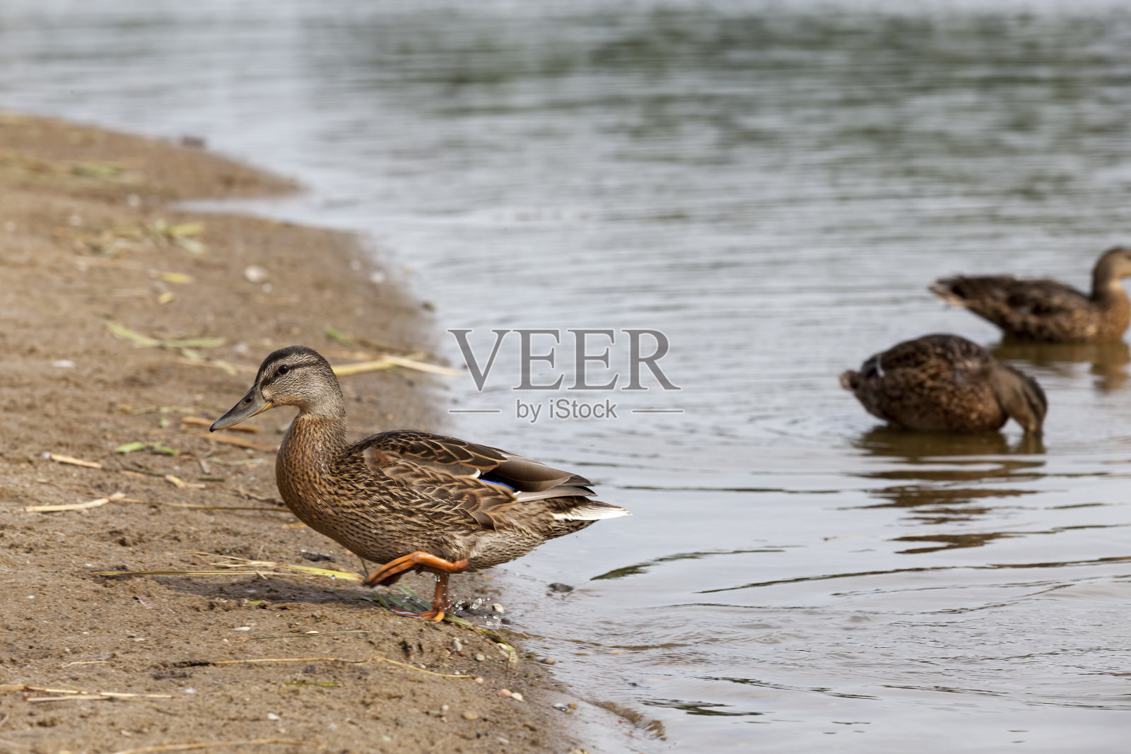 湖泊,鸭子照片摄影图片