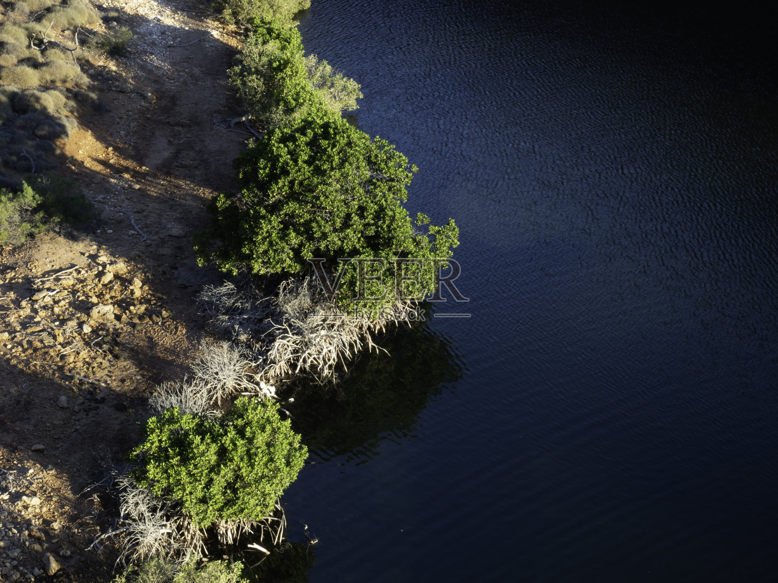 深而静的暗水旁是郁郁葱葱的绿色照片摄影图片