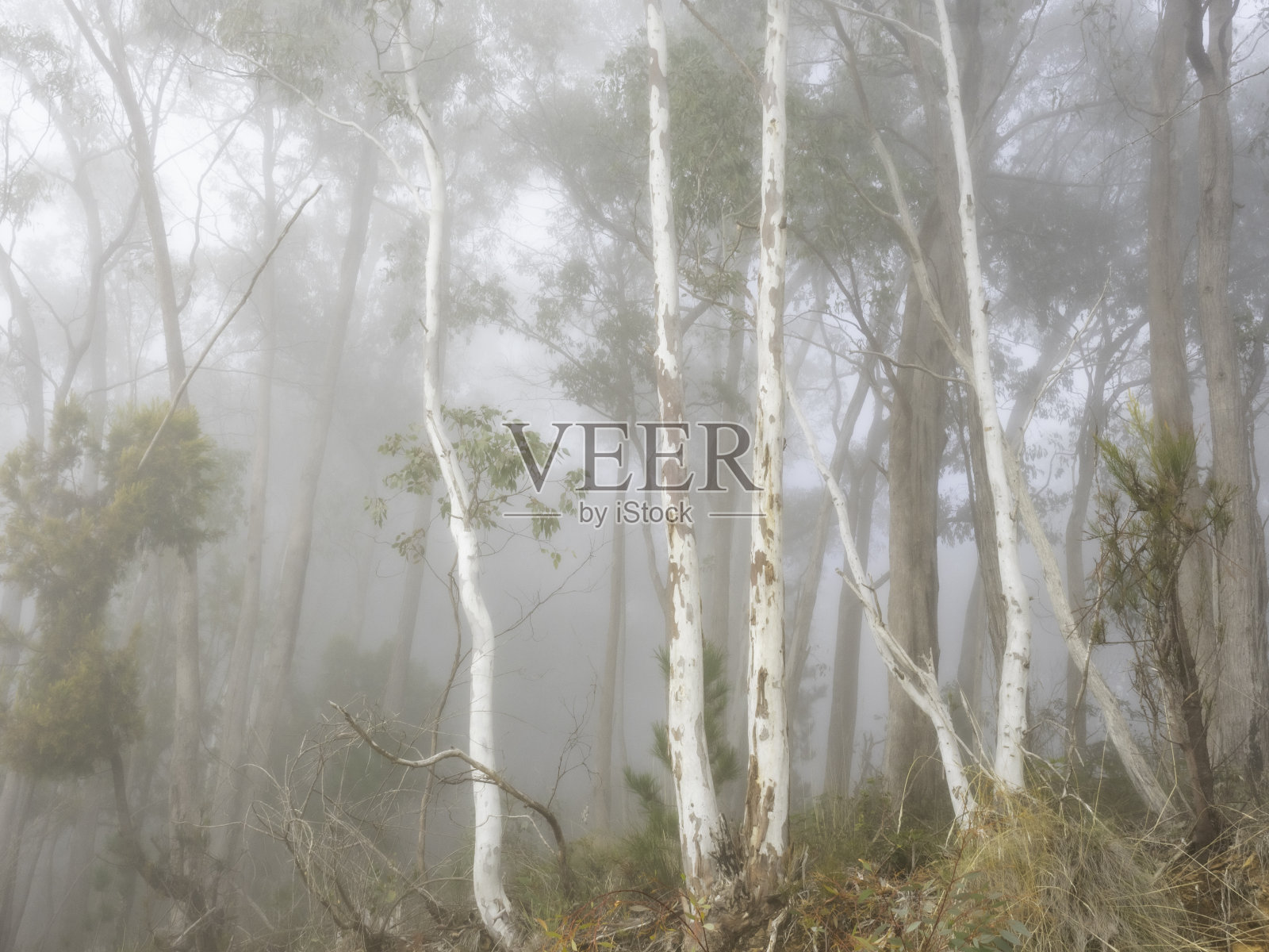 桉树被雾笼罩着照片摄影图片