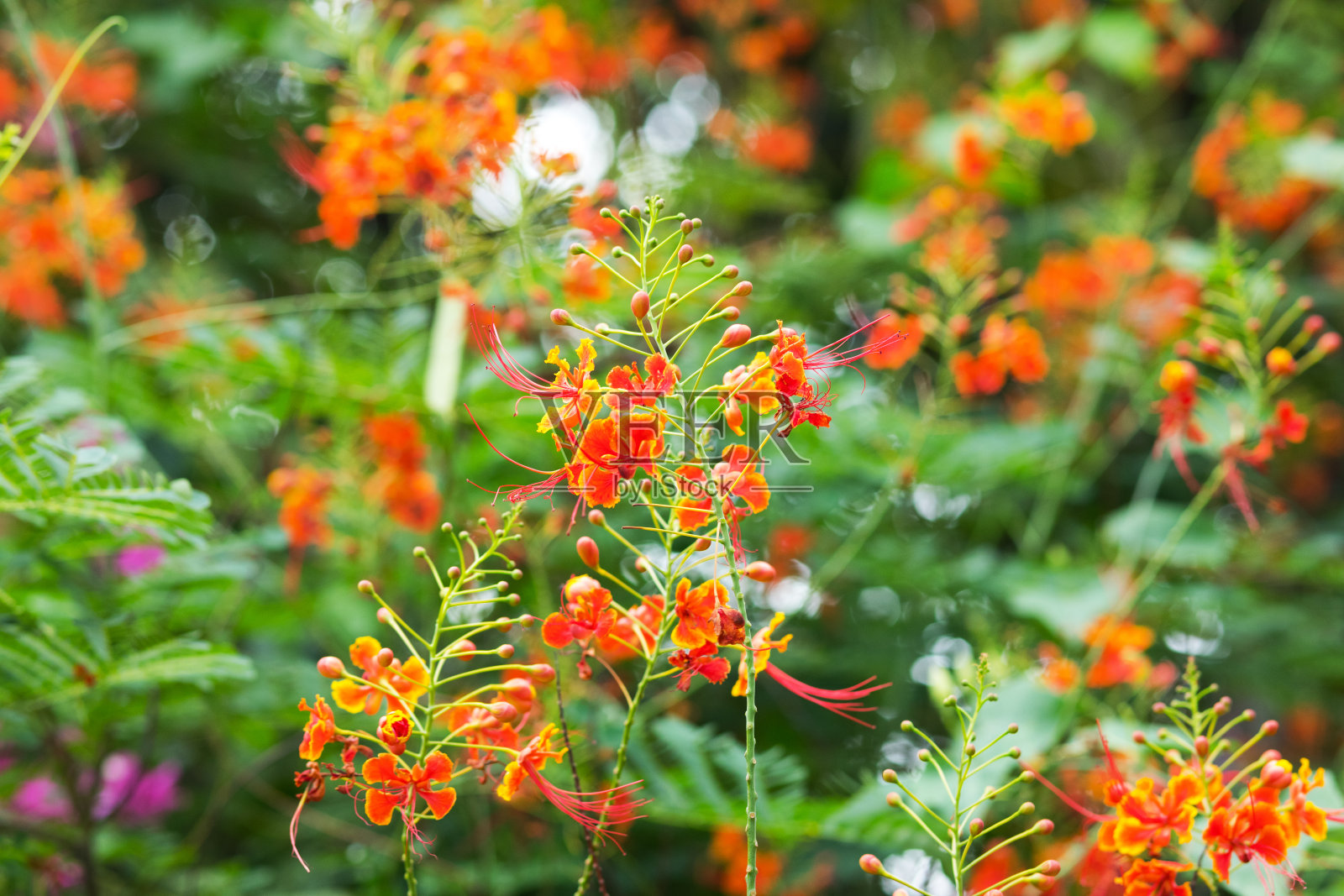许多橙色的火焰树花照片摄影图片