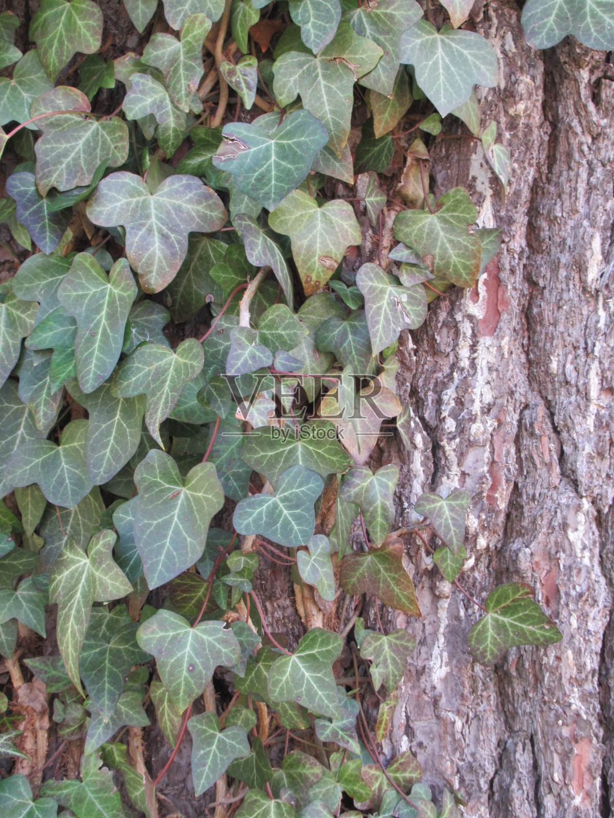 艾薇照片摄影图片
