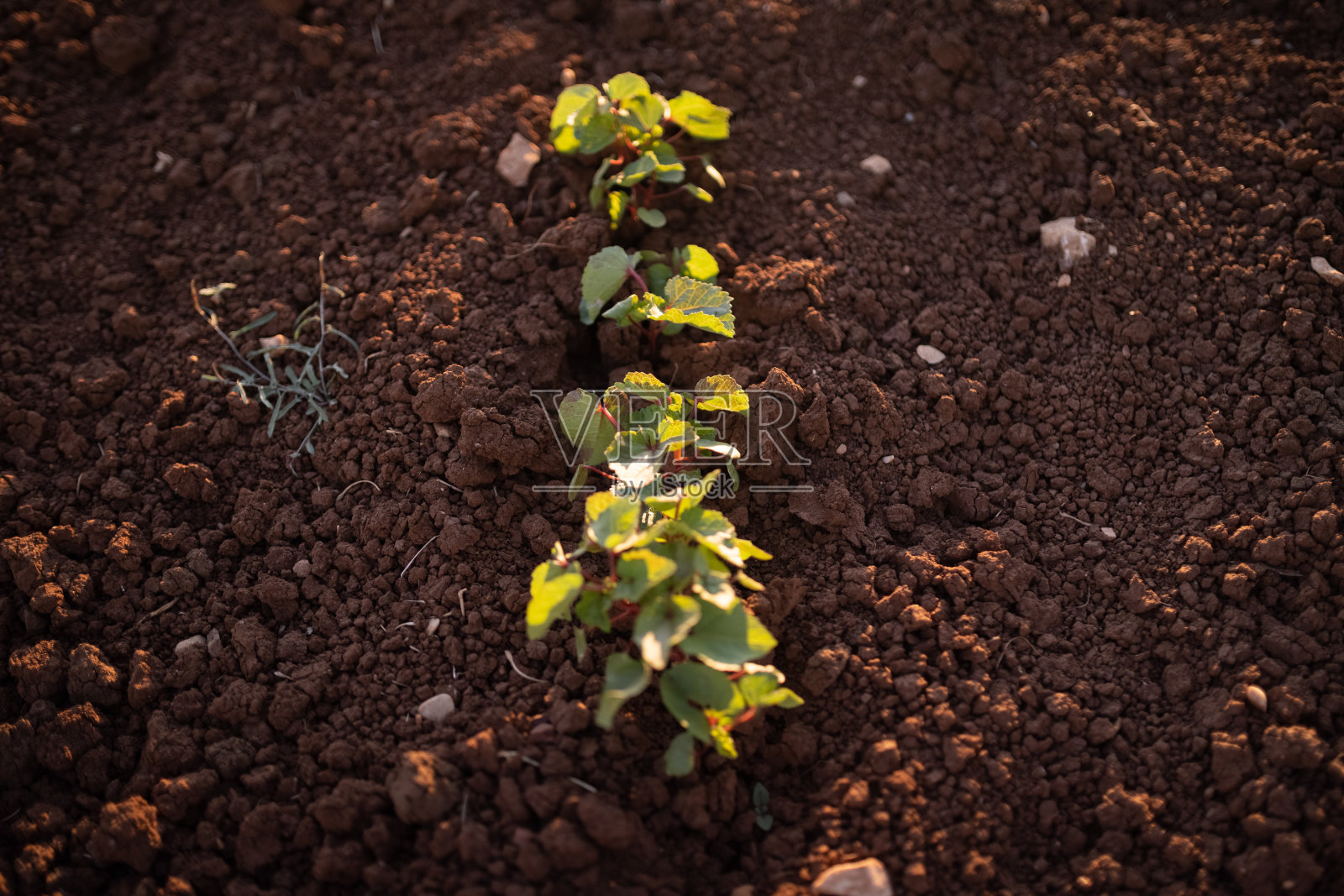 秋葵的植物照片摄影图片