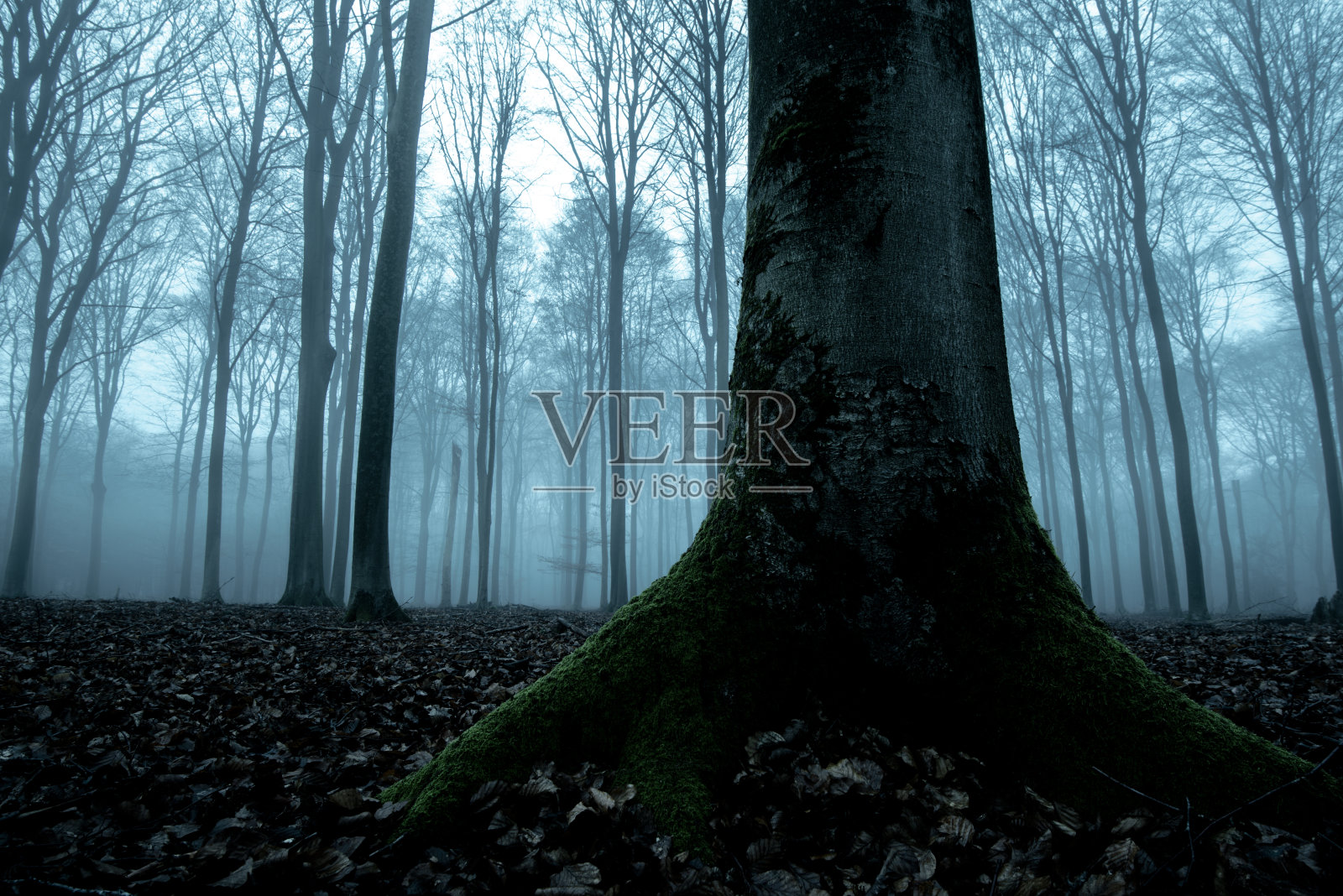 在一个有雾的冬天的一天，在一个雾蒙蒙的荒凉阴森的森林的观点照片摄影图片