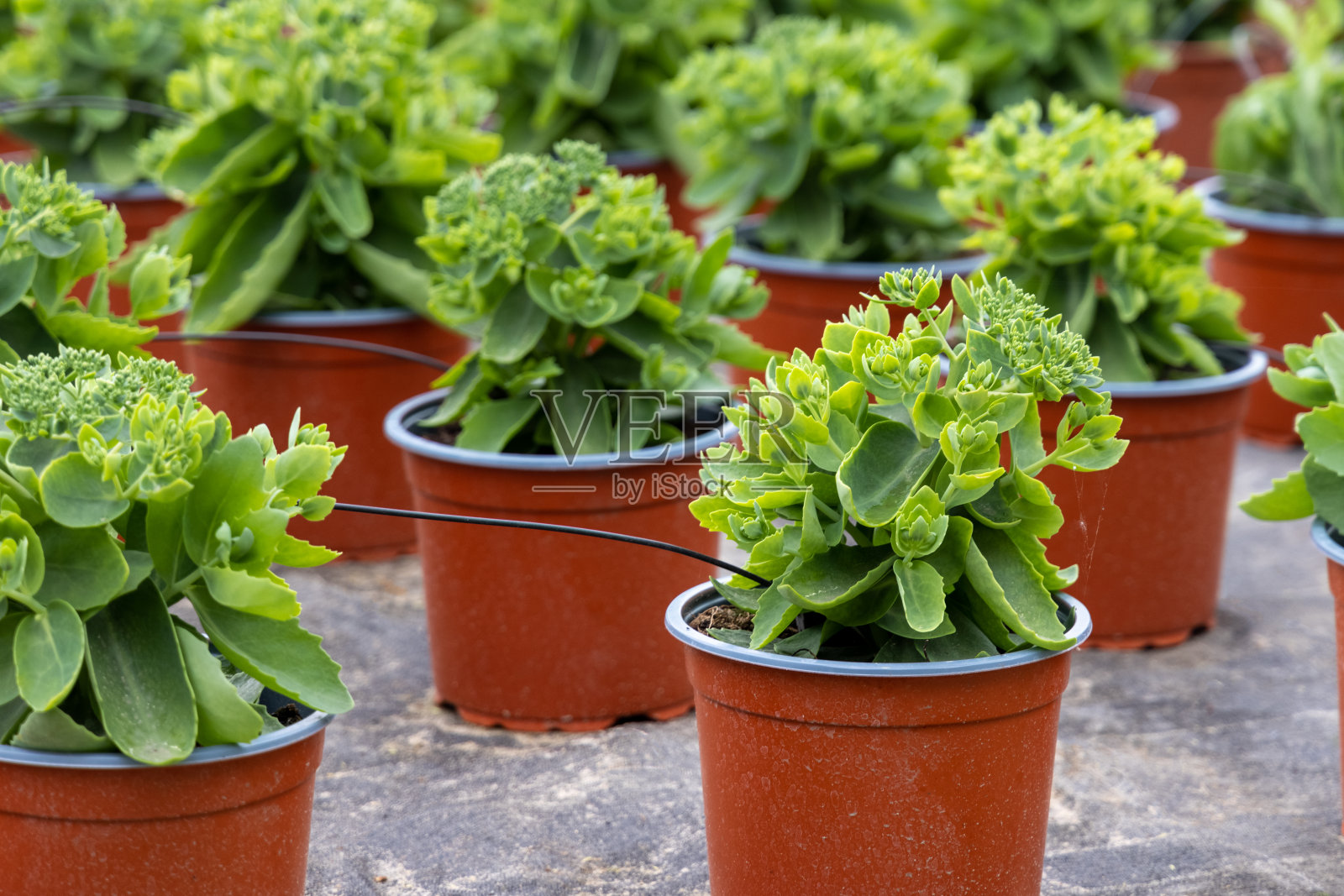 植物行照片摄影图片