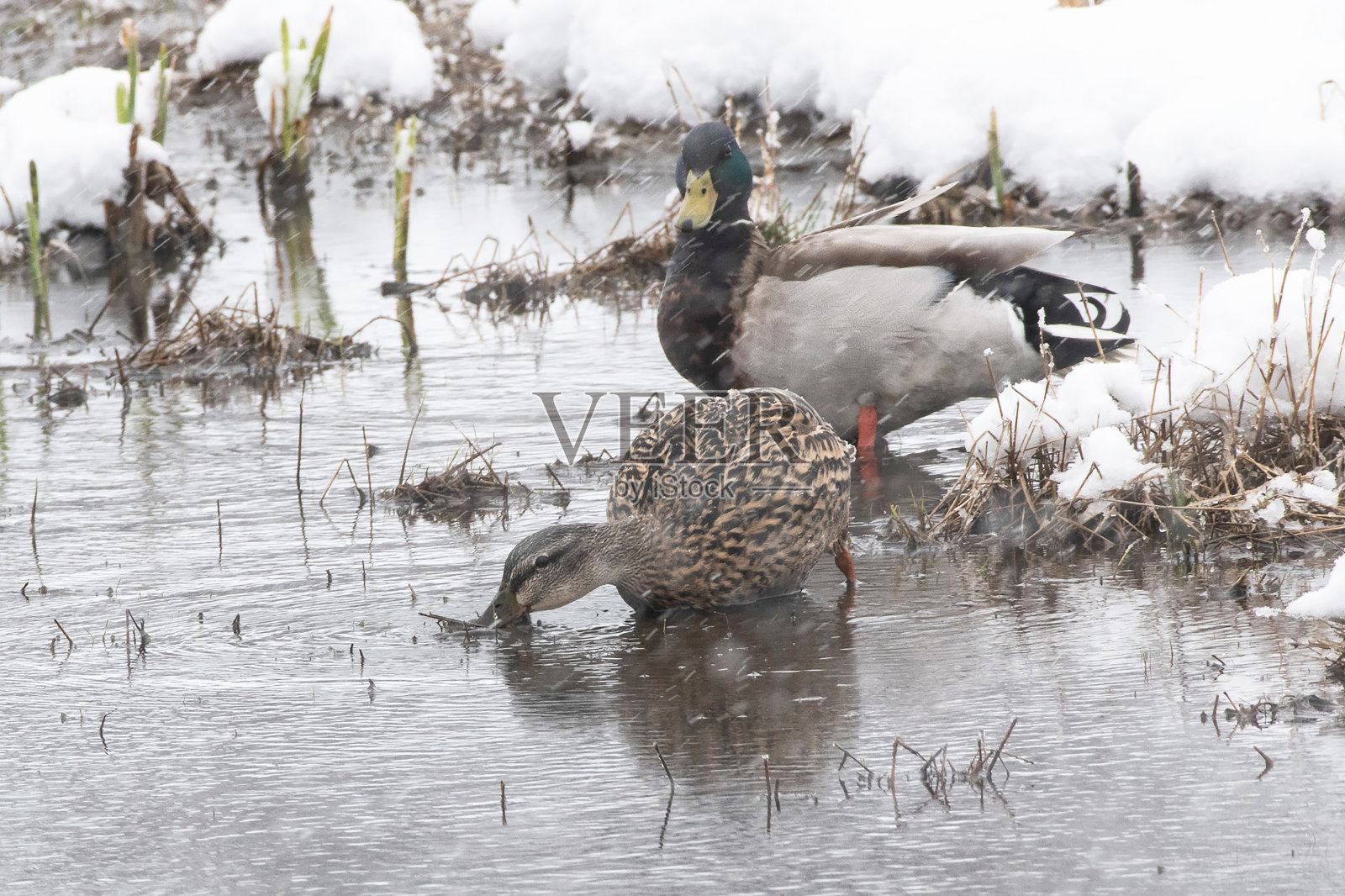 鸭子照片摄影图片