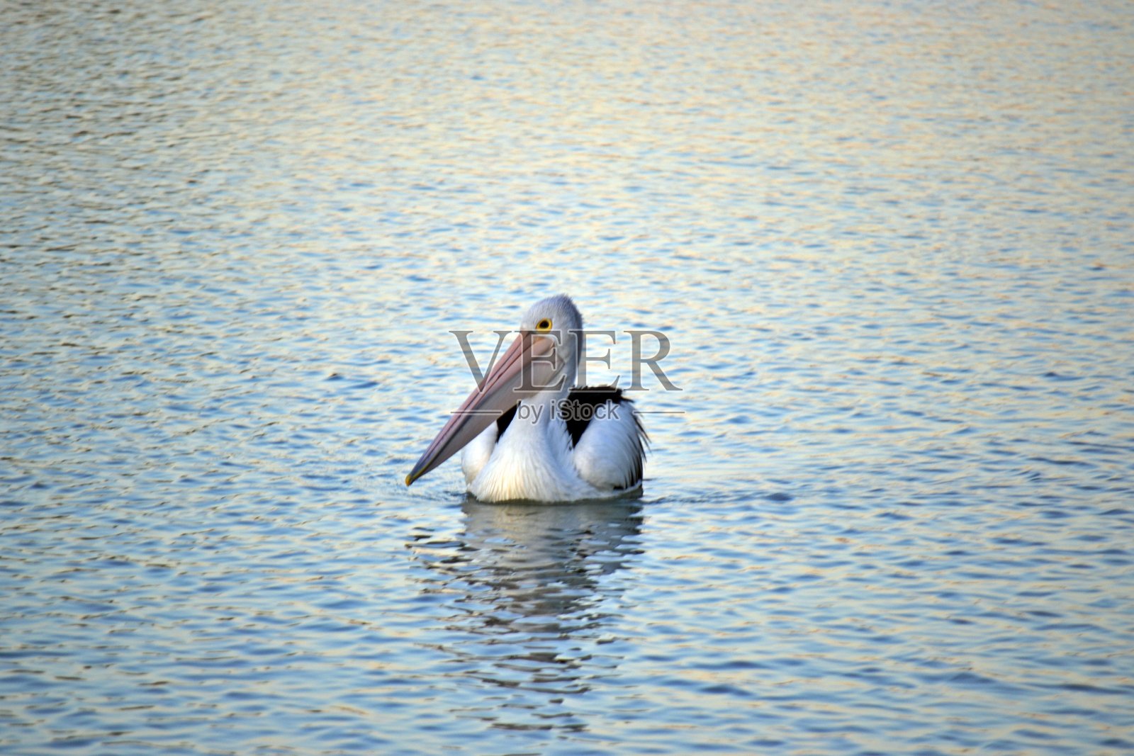 浆果里的鹈鹕照片摄影图片