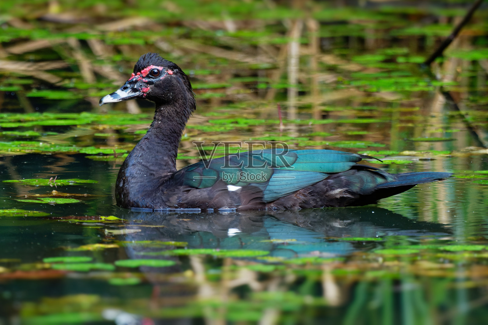 Muscovy Duck - Cairina moschata，也叫巴巴里鸭，原产于墨西哥和中南美洲的大黑鸭，也发现于新西兰，澳大利亚和欧洲，在湖中。照片摄影图片