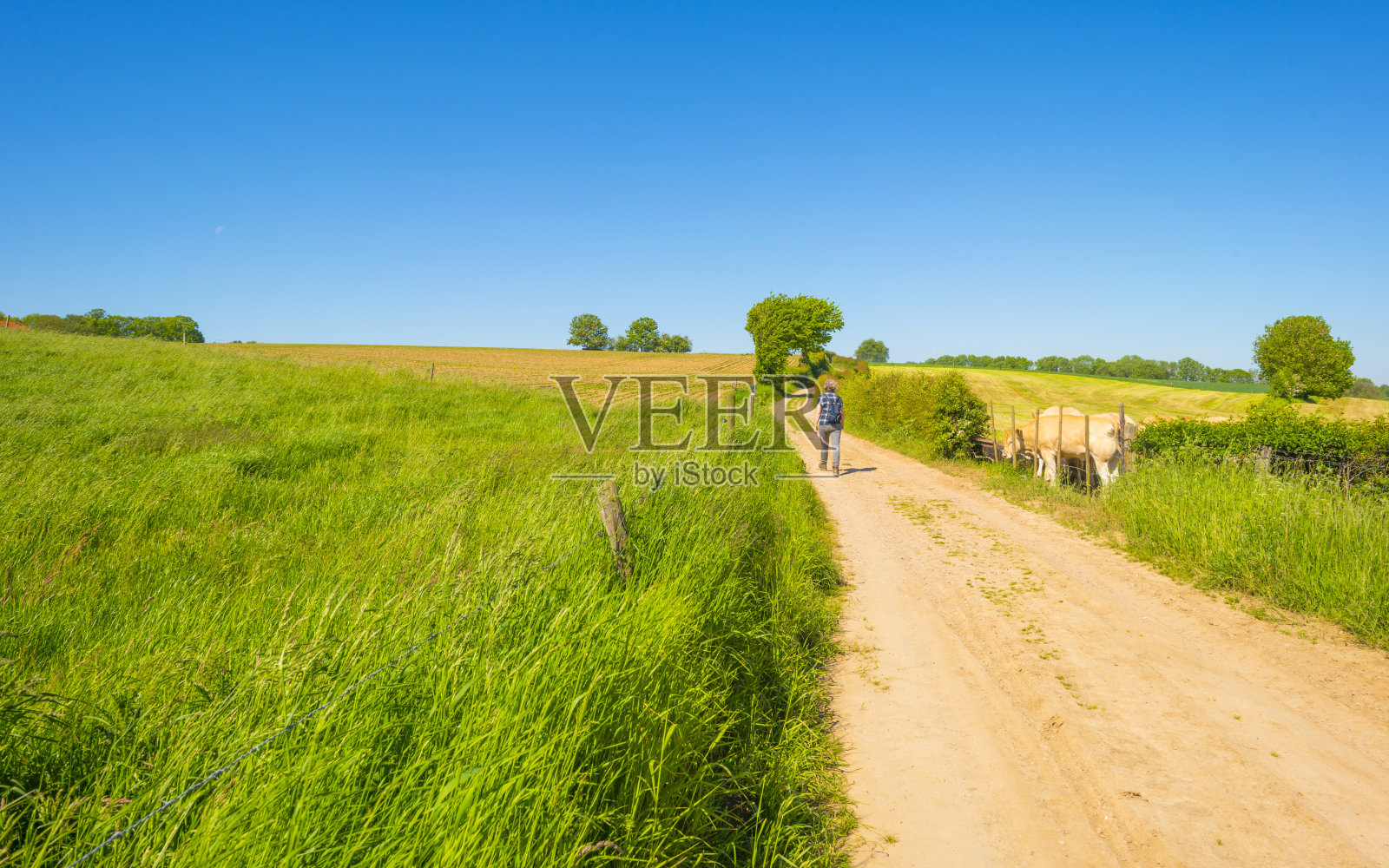 田野和树木在一个绿色的丘陵草地景观下的蓝天在春天的阳光照片摄影图片