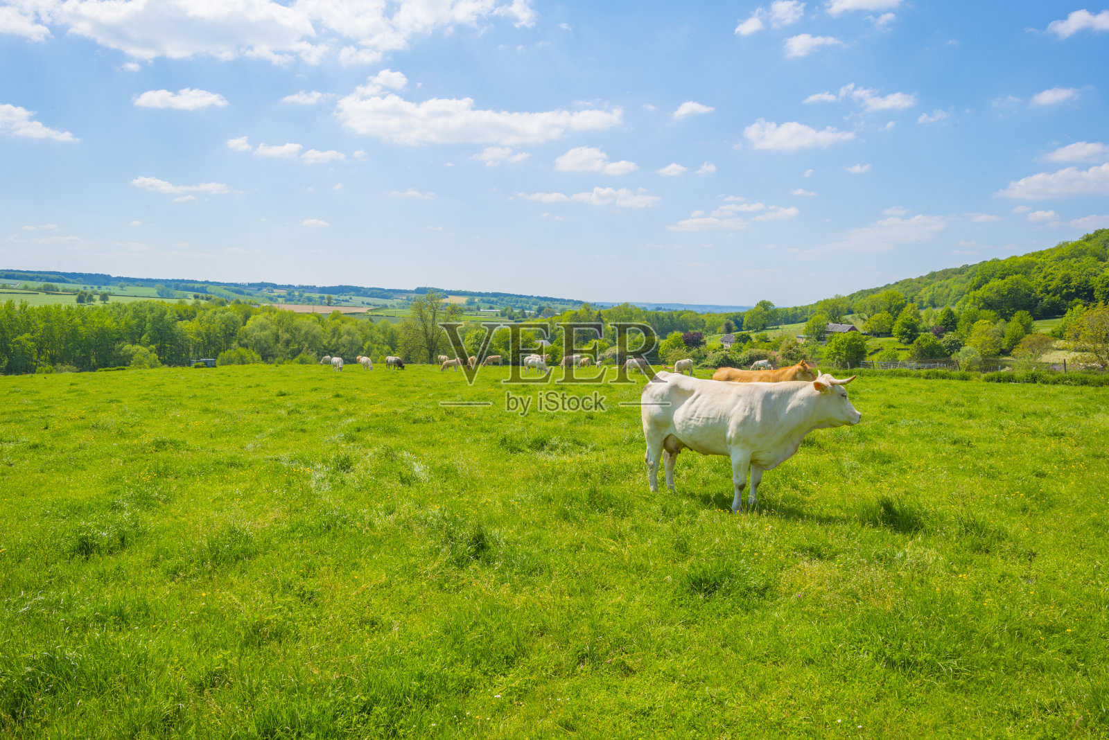 春天的阳光下，蓝天下绿色的丘陵草地上的奶牛照片摄影图片