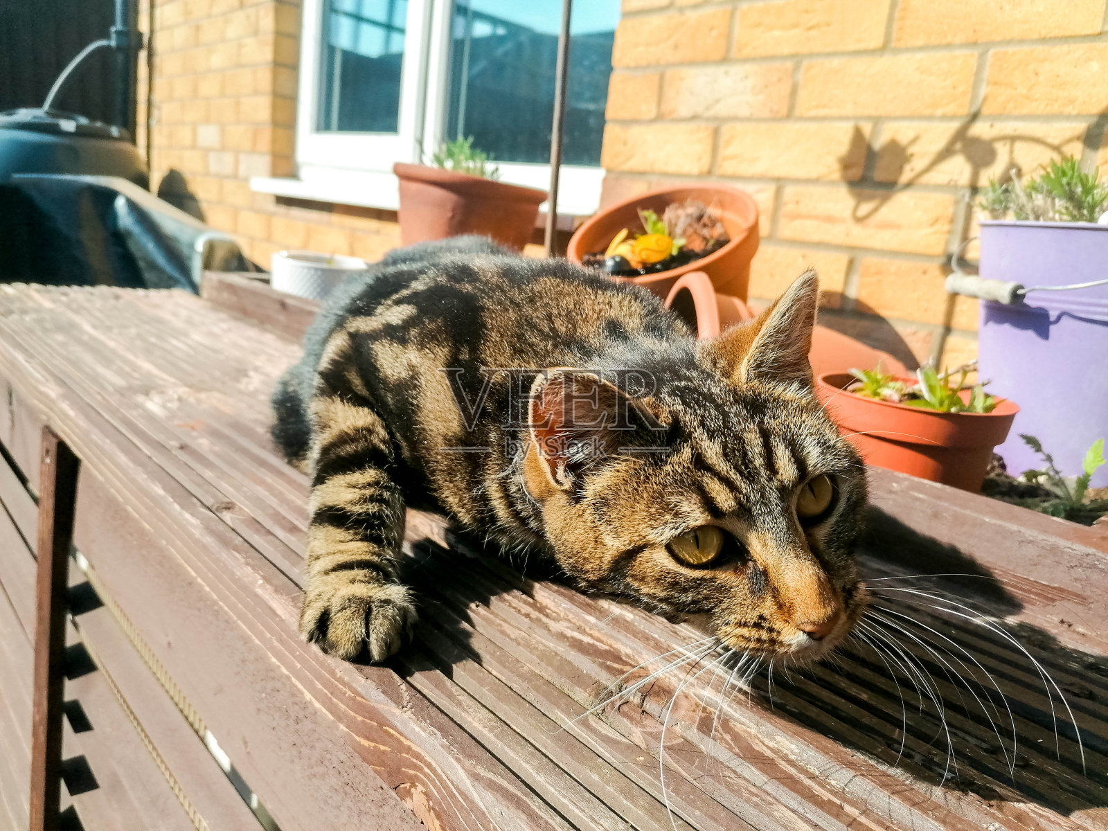 家里的猫玩耍照片摄影图片