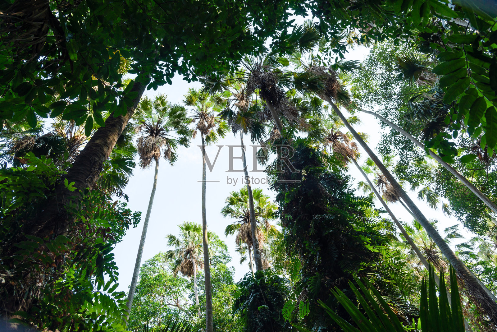 树顶，从下往上拍。照片摄影图片