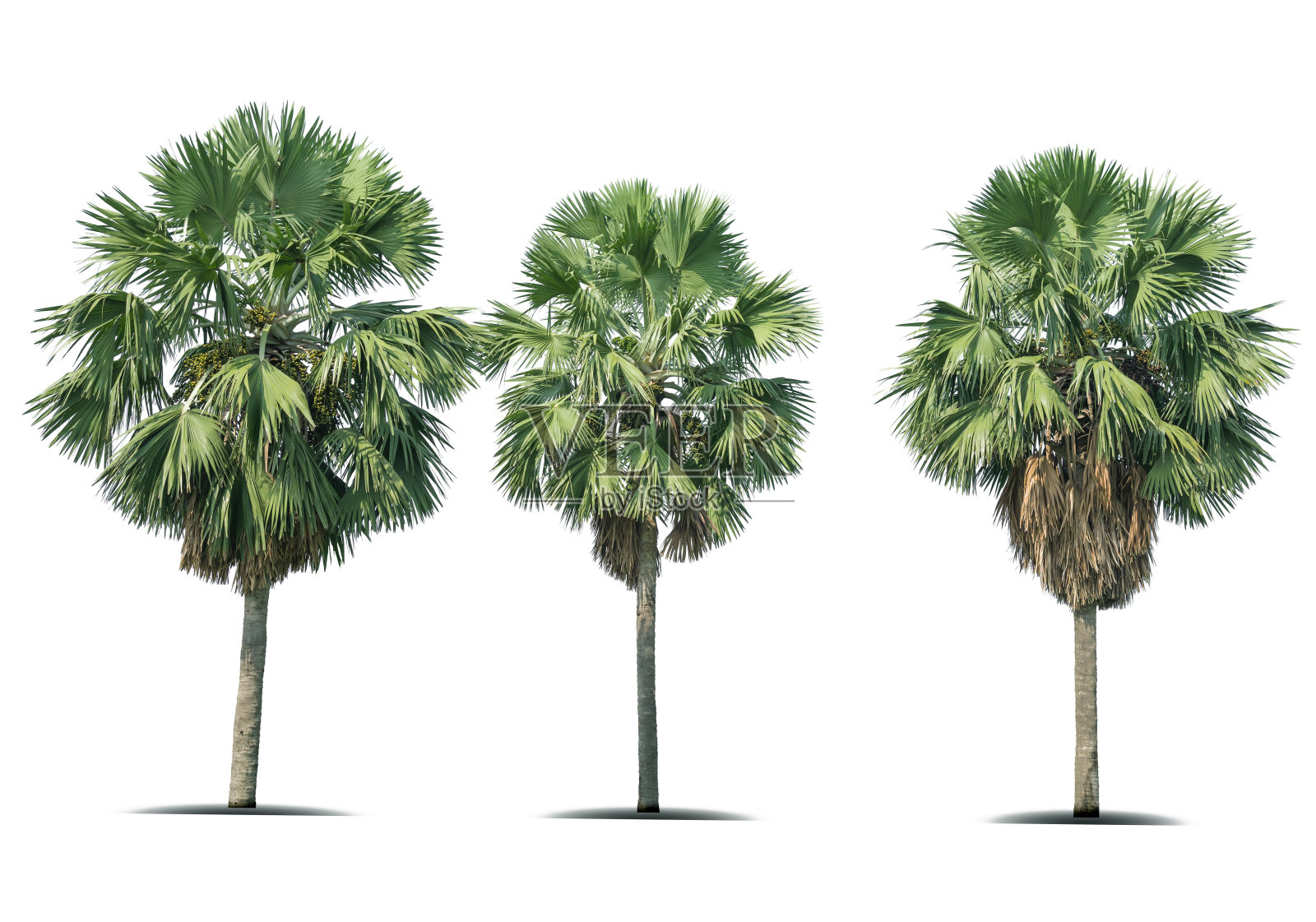 美丽的俾斯麦棕榈树孤立在白色的背景。照片摄影图片