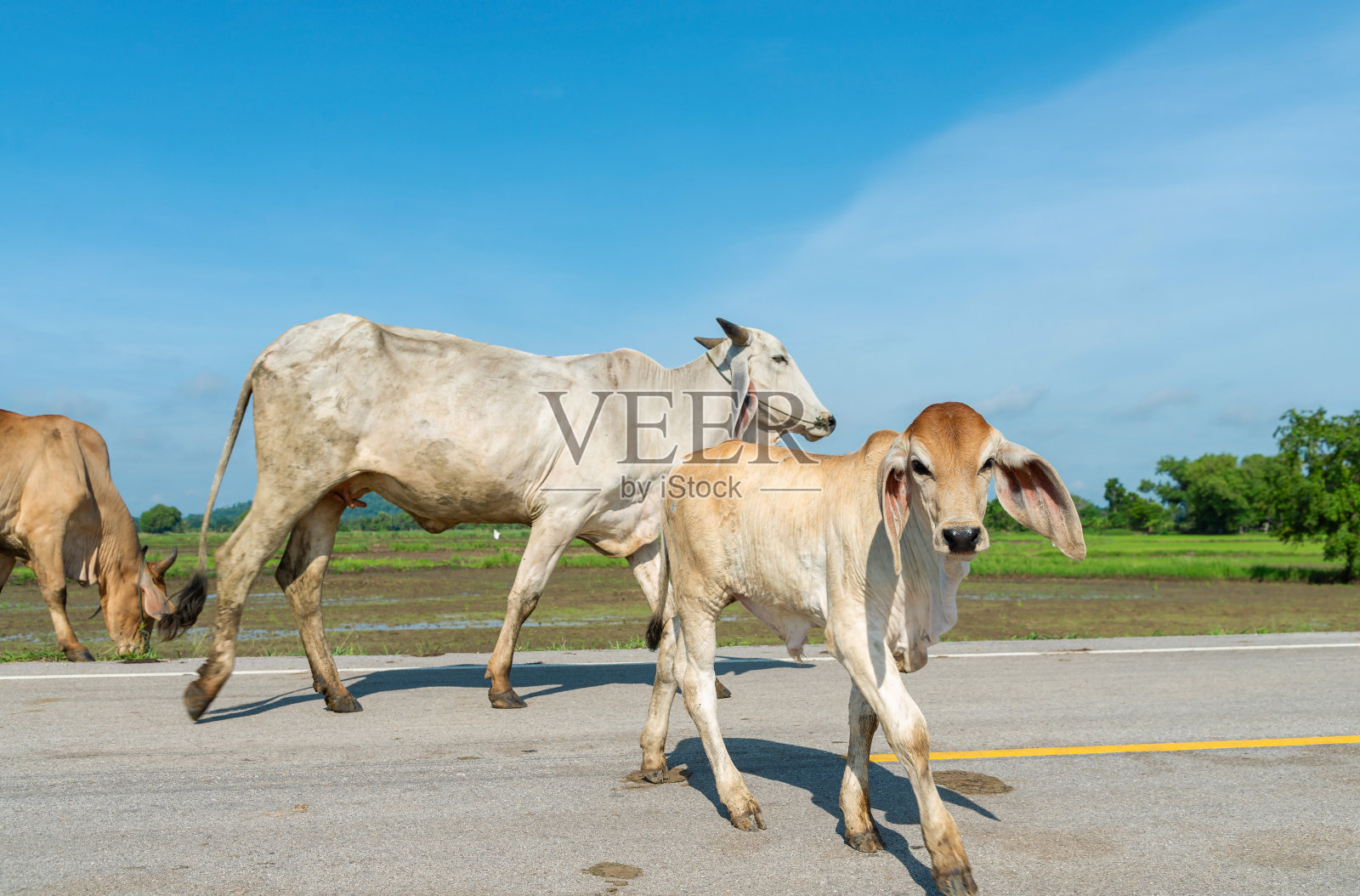奶牛，一头奶牛走在街上，照片摄影图片
