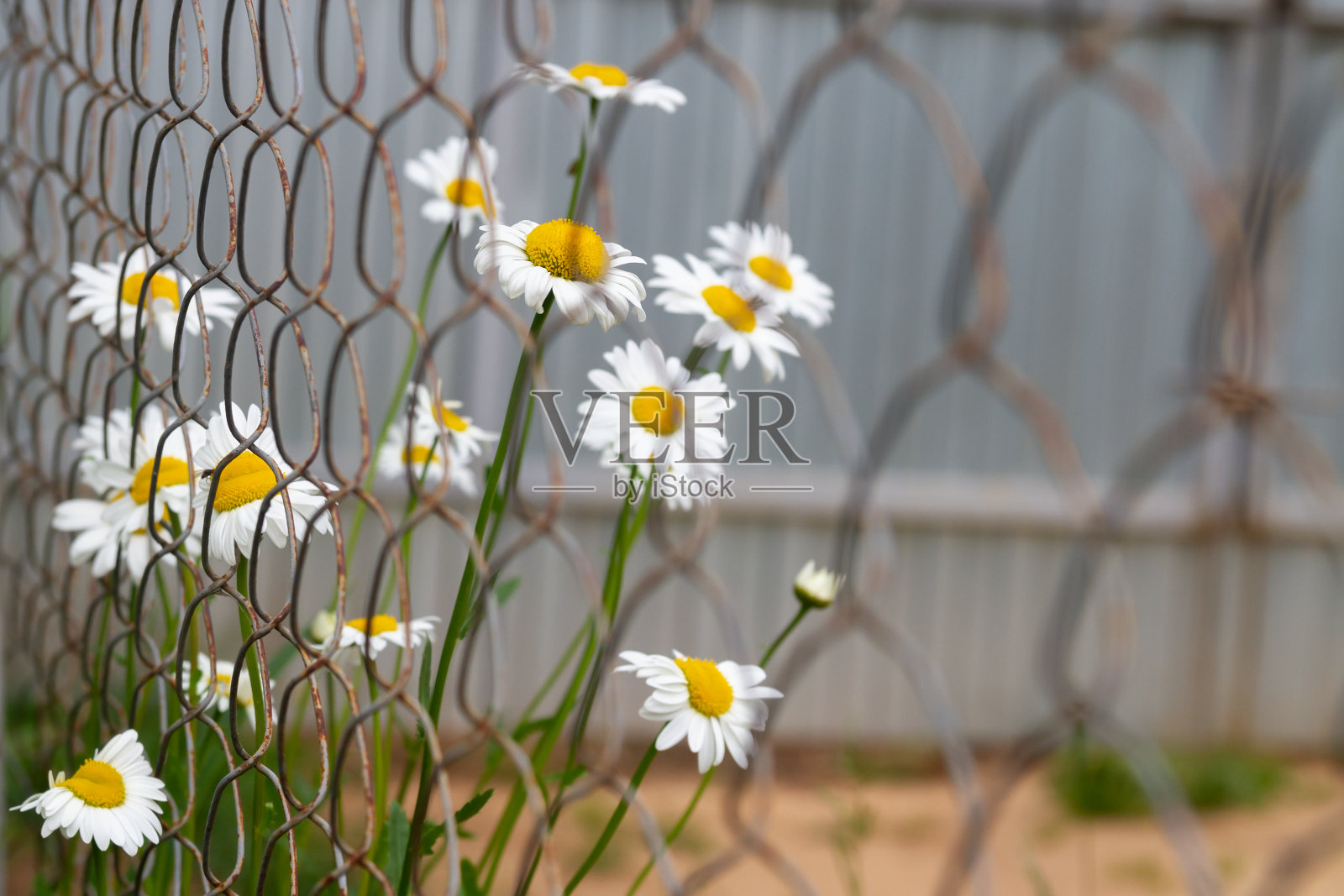 洋甘菊背景在一个夏天的一天，花与白色的花瓣在一个黑暗的背景照片摄影图片