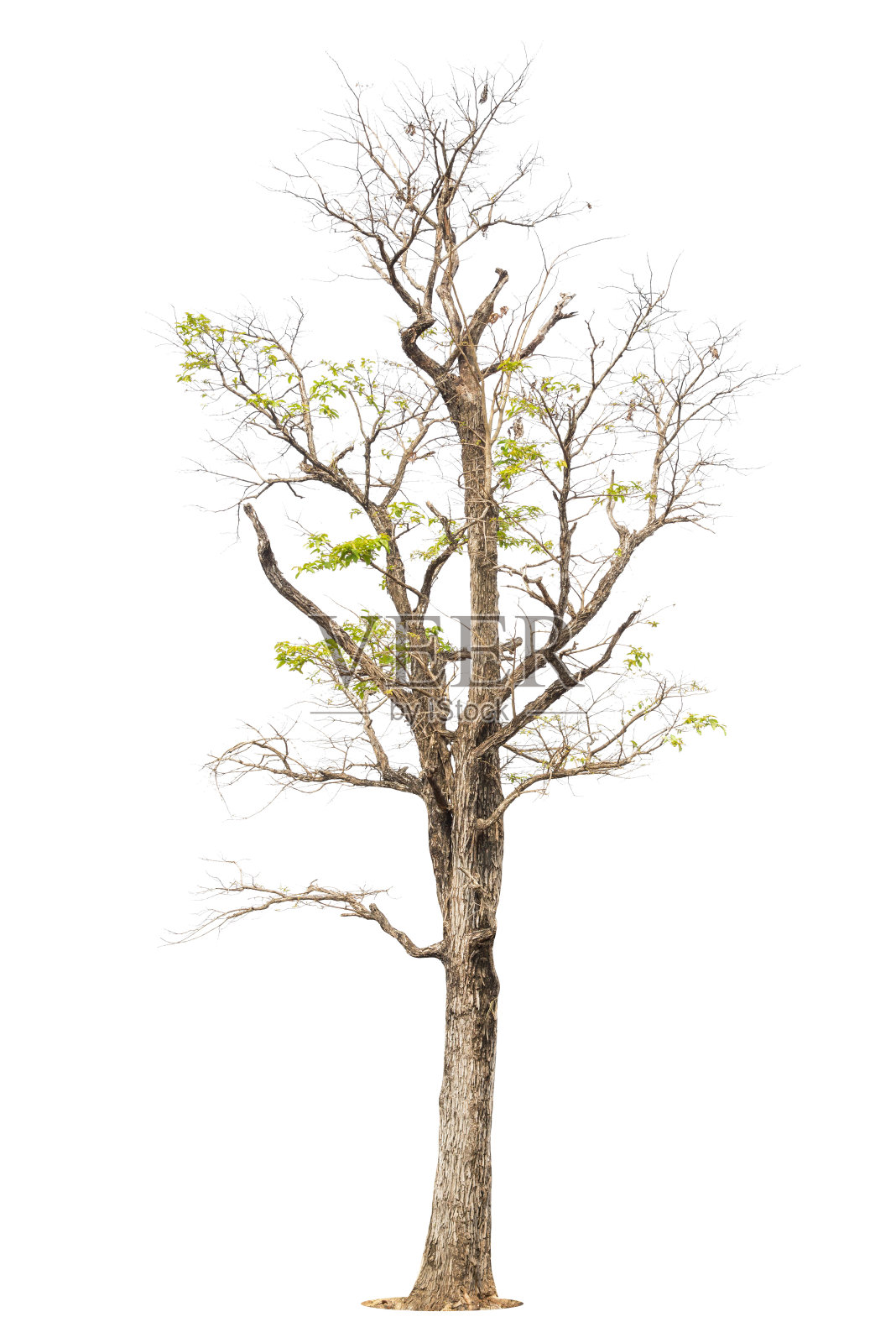 死树孤立在白色背景上照片摄影图片