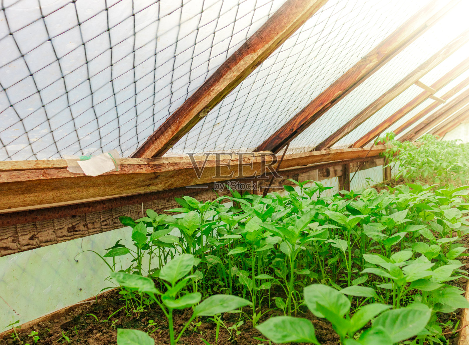 把紫丁香束在桌上的花瓶里照片摄影图片