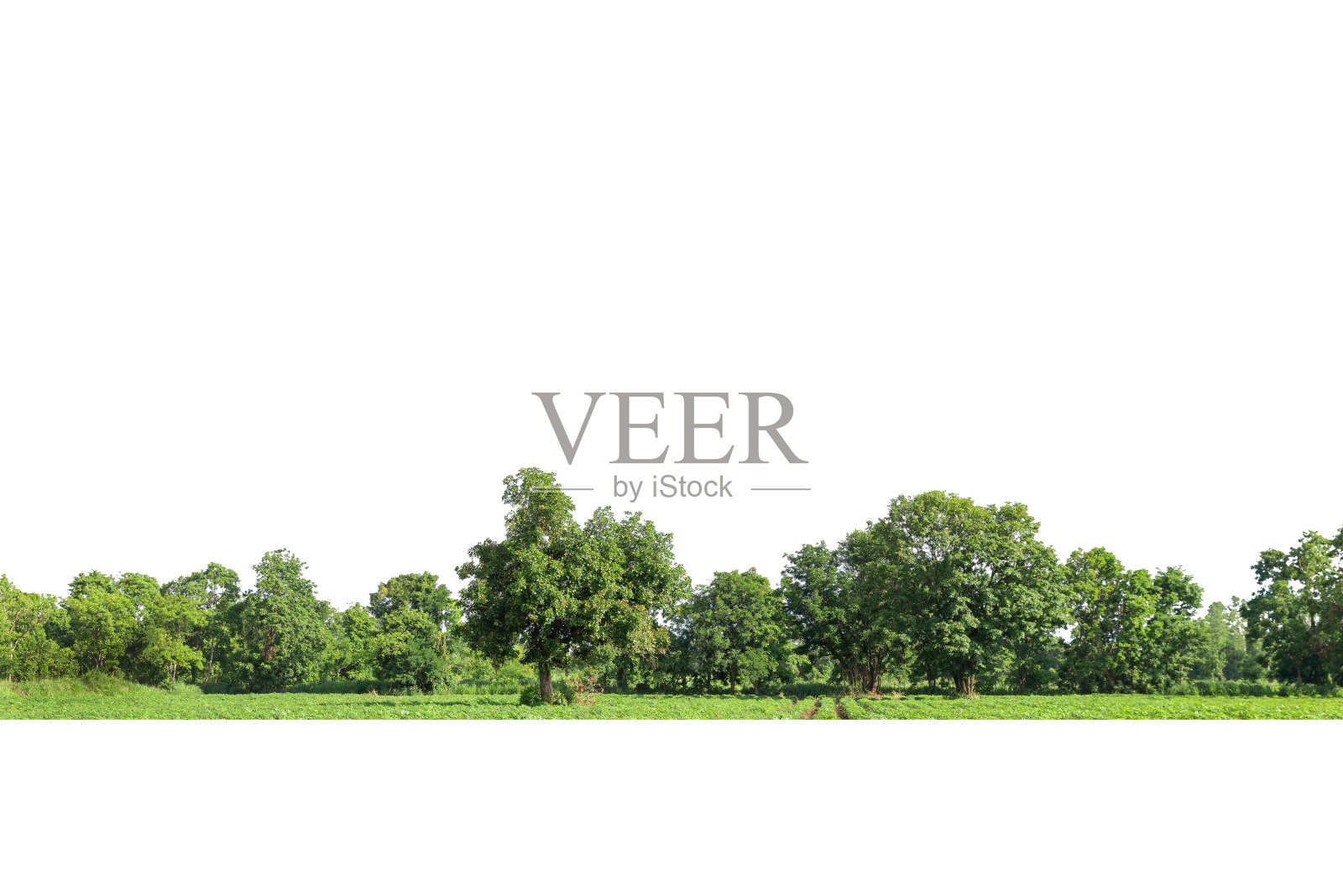 高清晰树线孤立的观点照片摄影图片