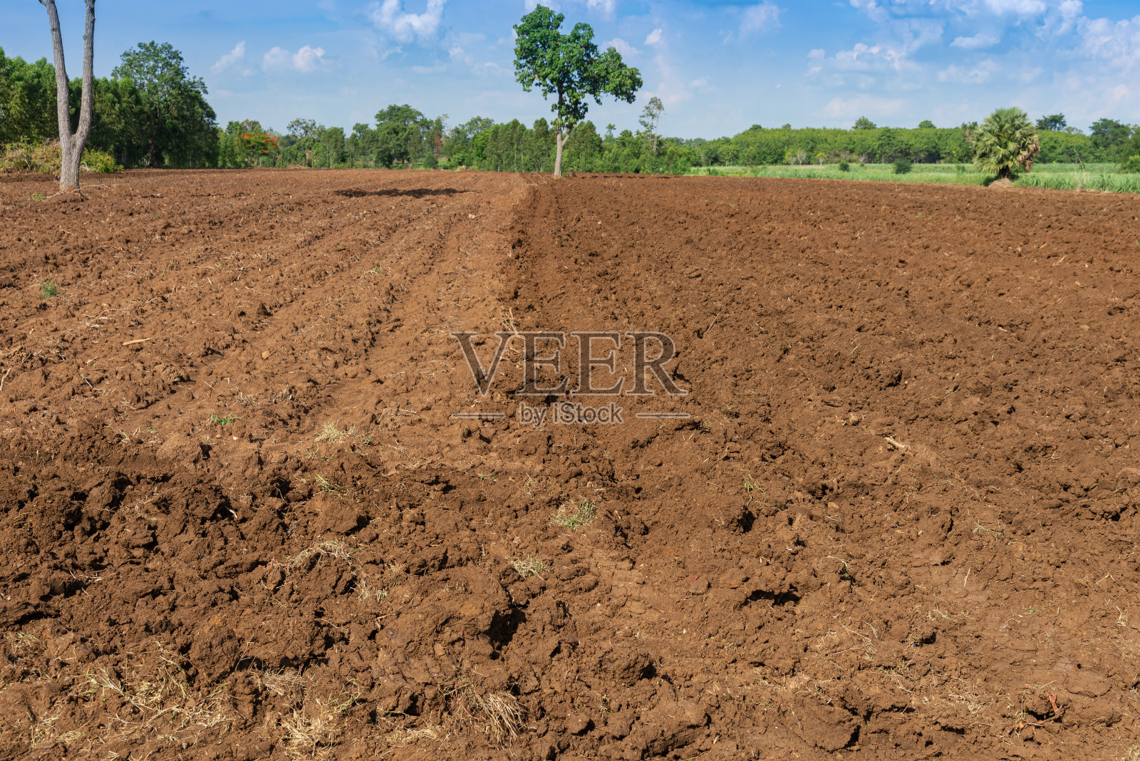 准备种植甘蔗的土壤照片摄影图片