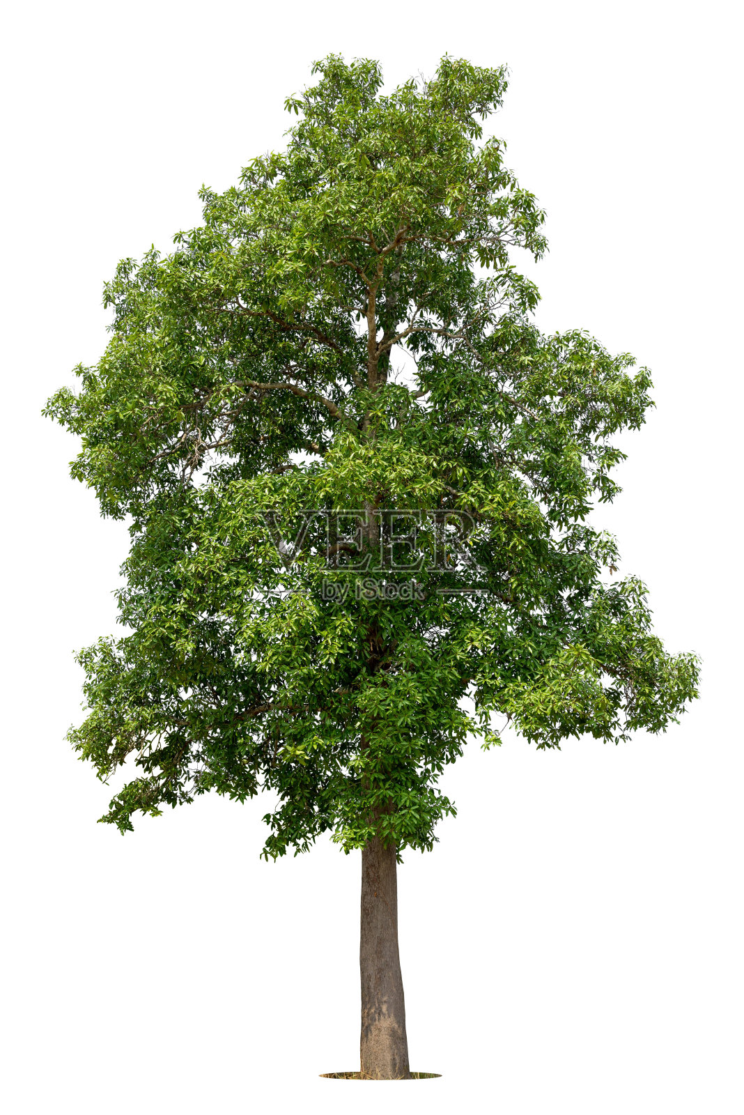 孤立的绿树在白色的背景照片摄影图片