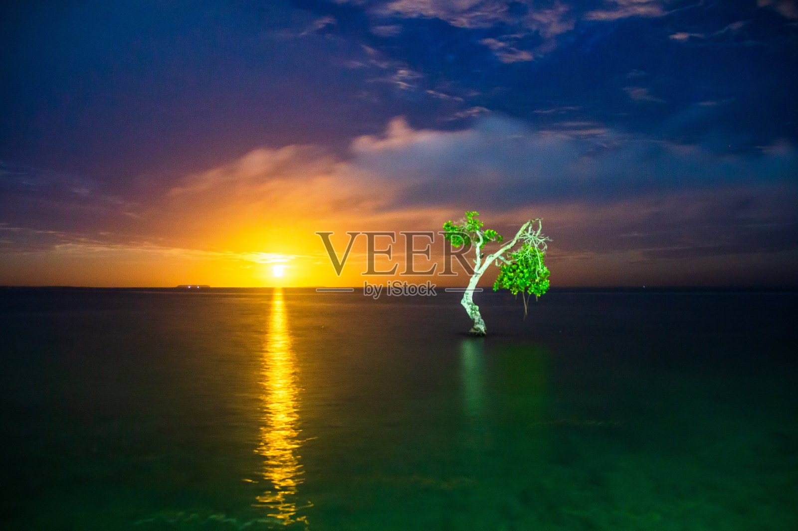 孤独的树照片摄影图片