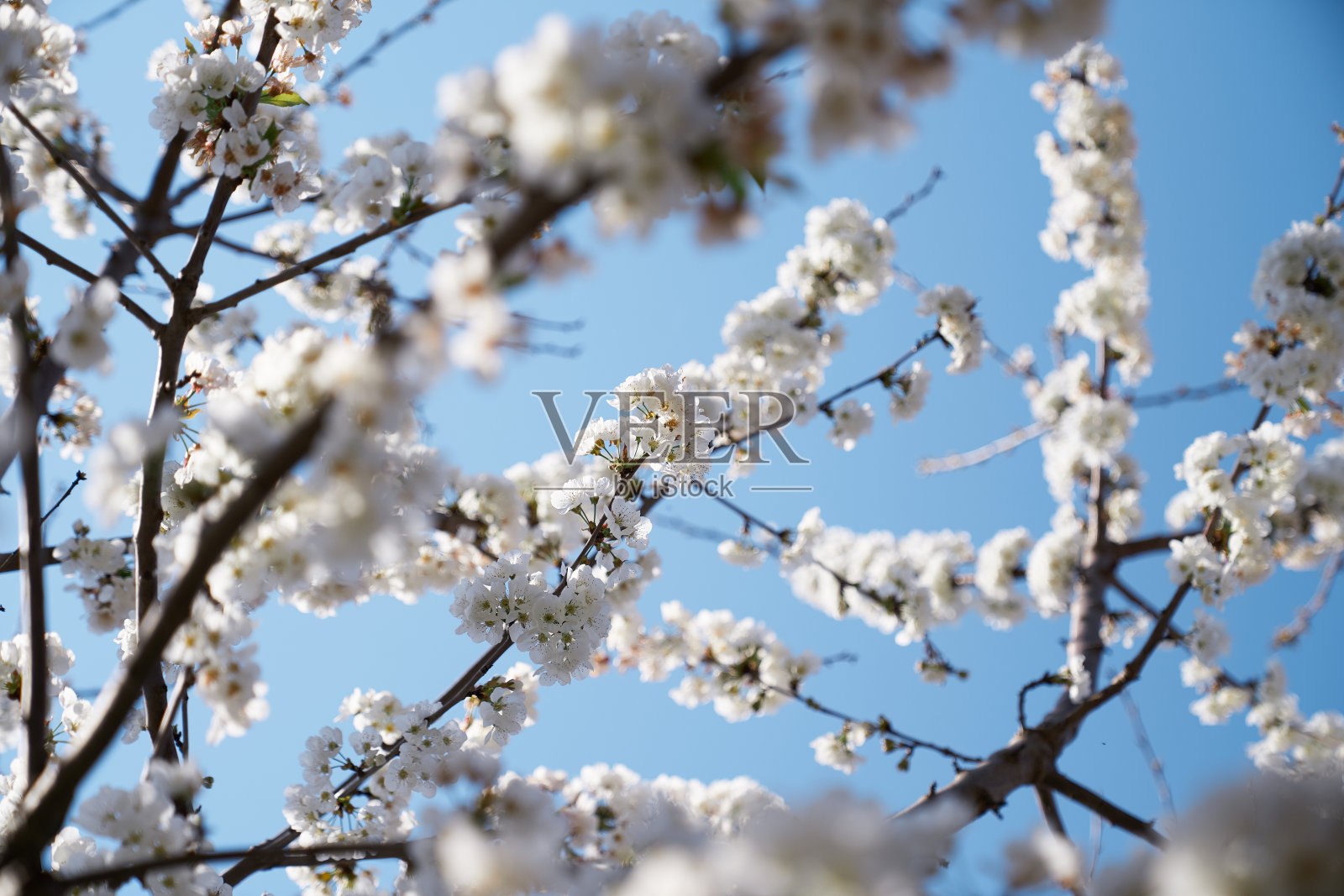 盛开的树枝映着天空。特写镜头照片摄影图片
