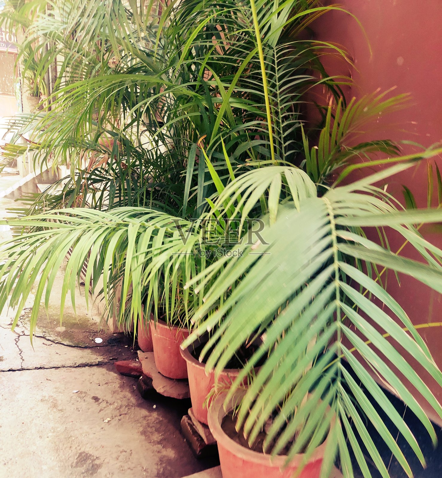 槟榔棕榈(蝴蝶棕榈)照片摄影图片