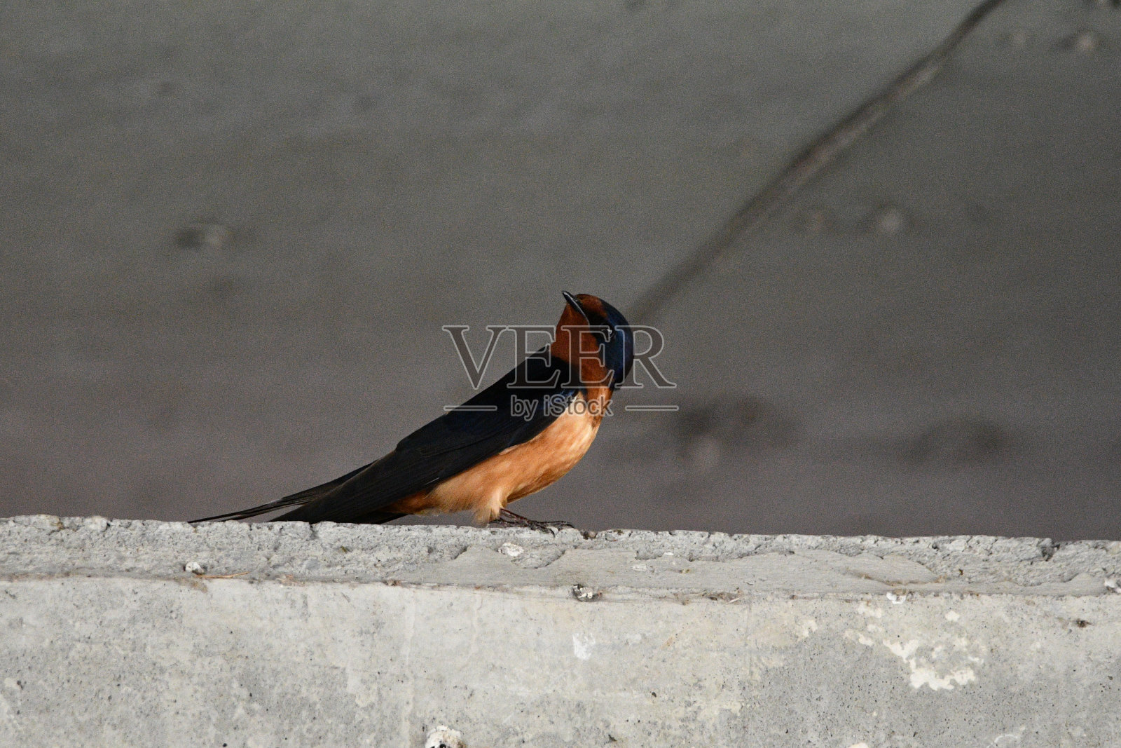 家燕鸟照片摄影图片