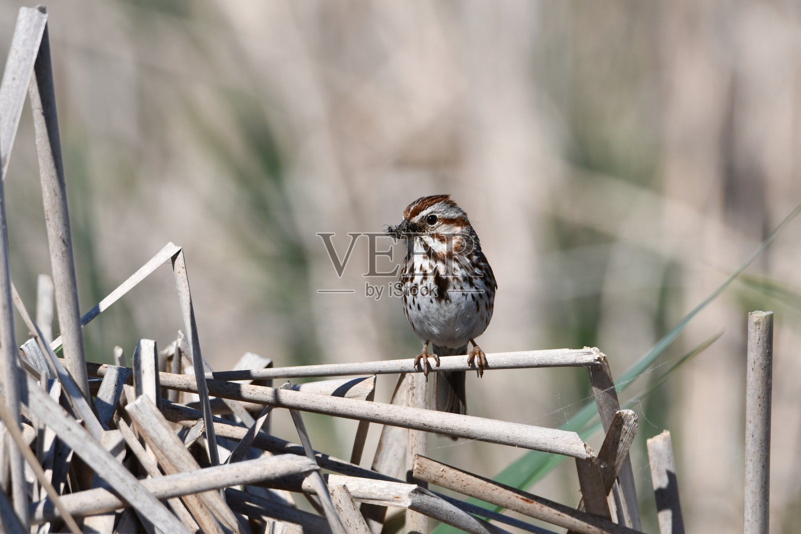北美歌雀照片摄影图片