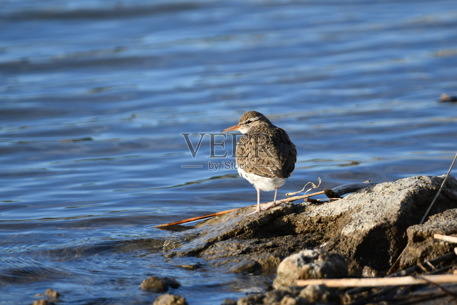 发现鹬鸟照片摄影图片