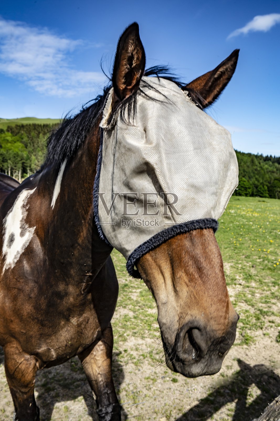 马的保护面部覆盖。照片摄影图片