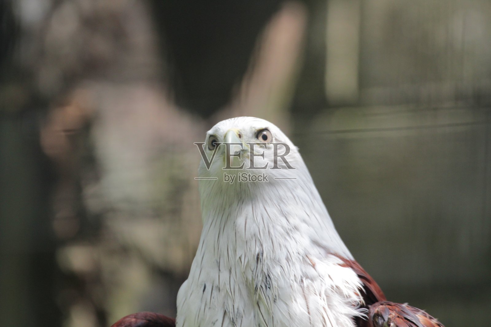 白色的鹰头与模糊的背景照片摄影图片