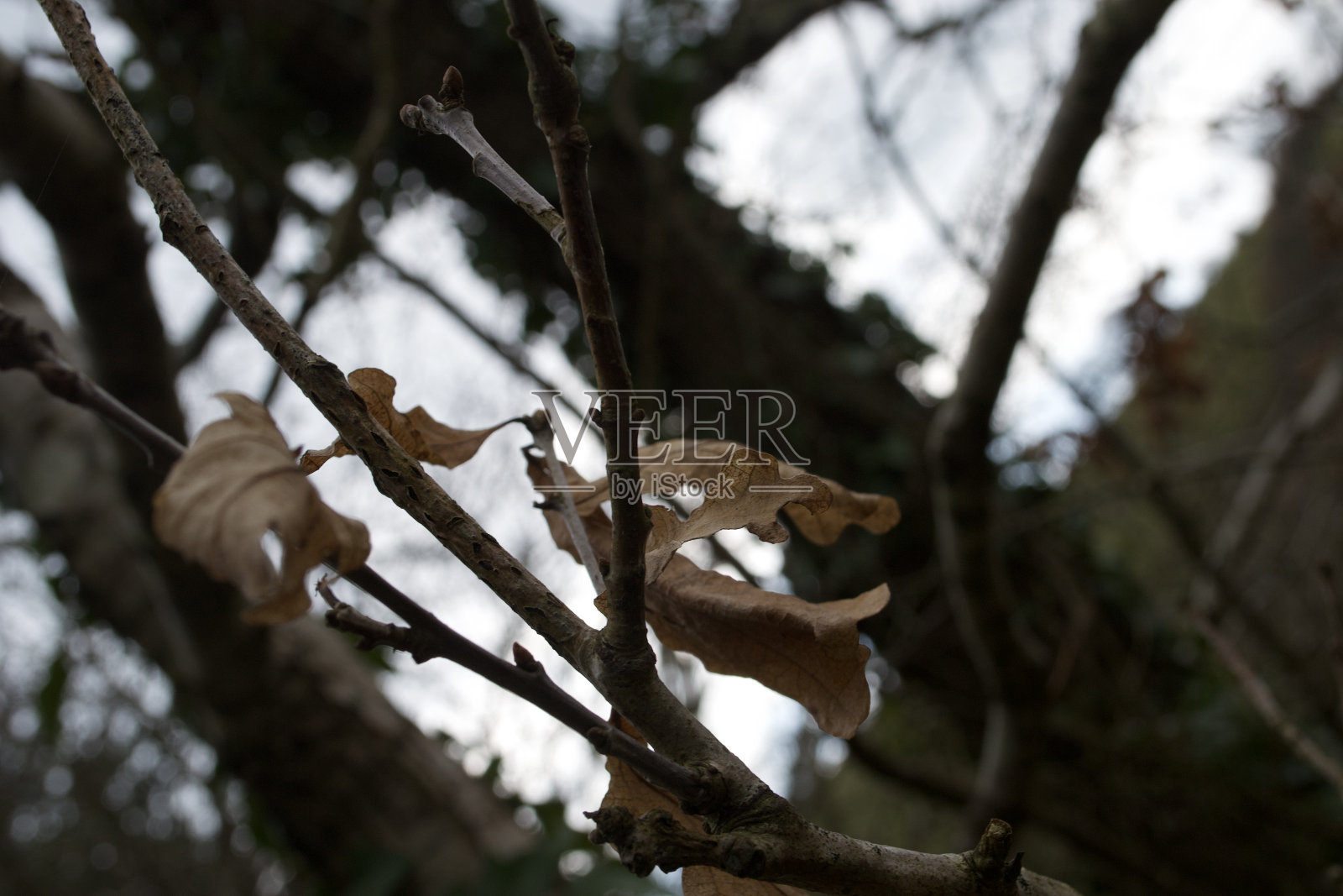 冬季树木枯枝上的棕色脆秋叶照片摄影图片