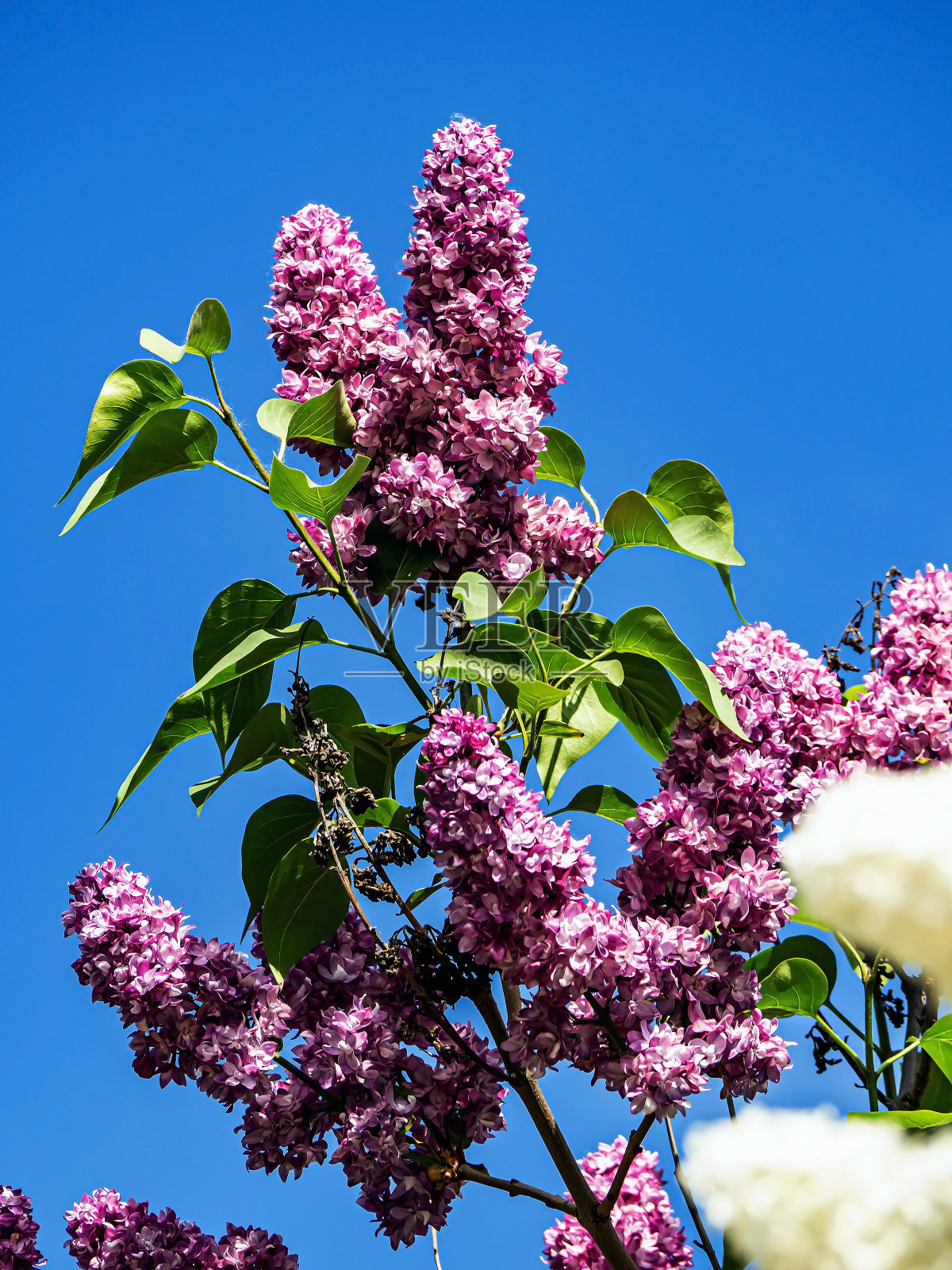 春天娇嫩的丁香枝芬芳盛开照片摄影图片