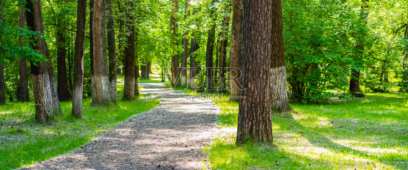 公园步道，夏日全景拍摄照片摄影图片