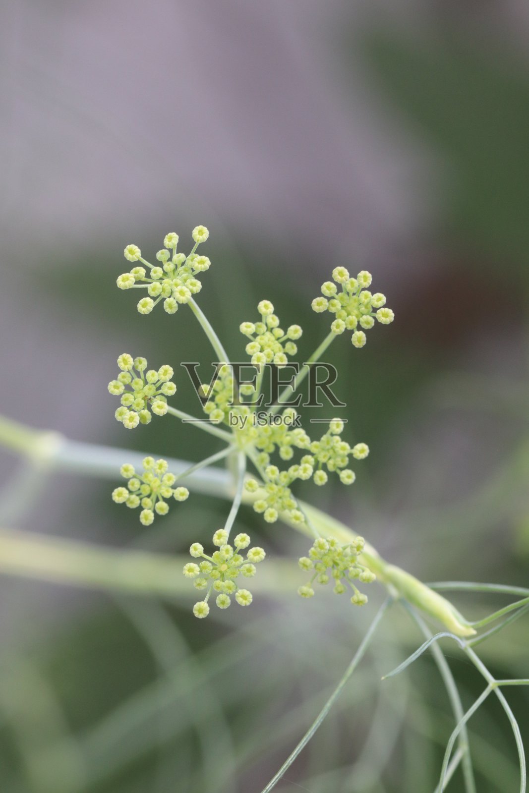 打结草花照片摄影图片