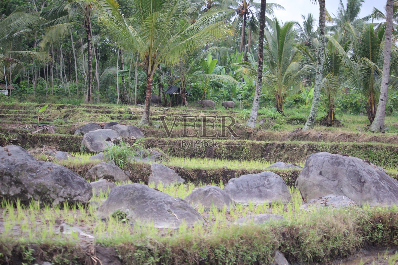 乡村的气氛是绿色的，美丽的和凉爽的照片摄影图片