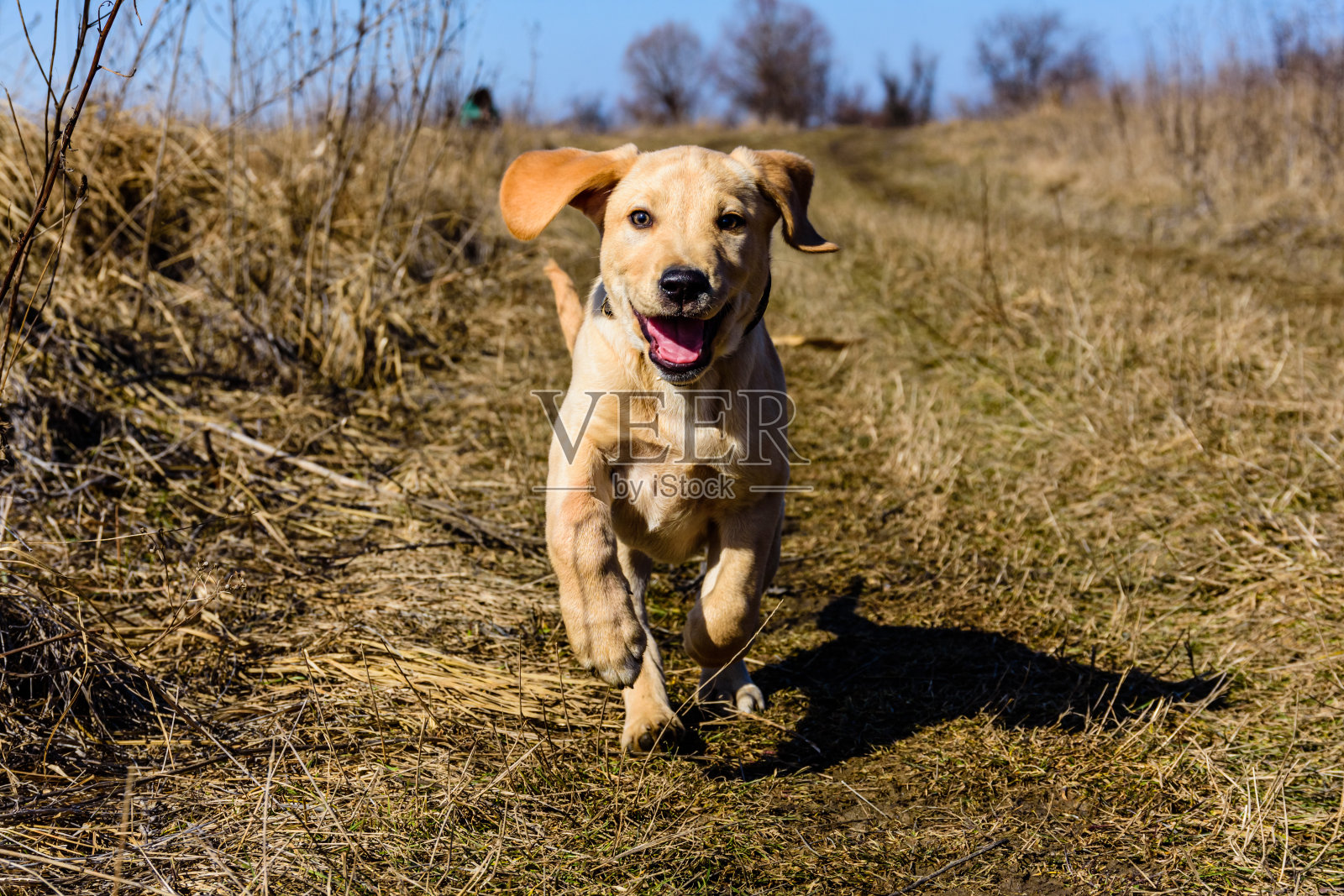 可爱的小拉布拉多猎犬在初春的草地上奔跑照片摄影图片
