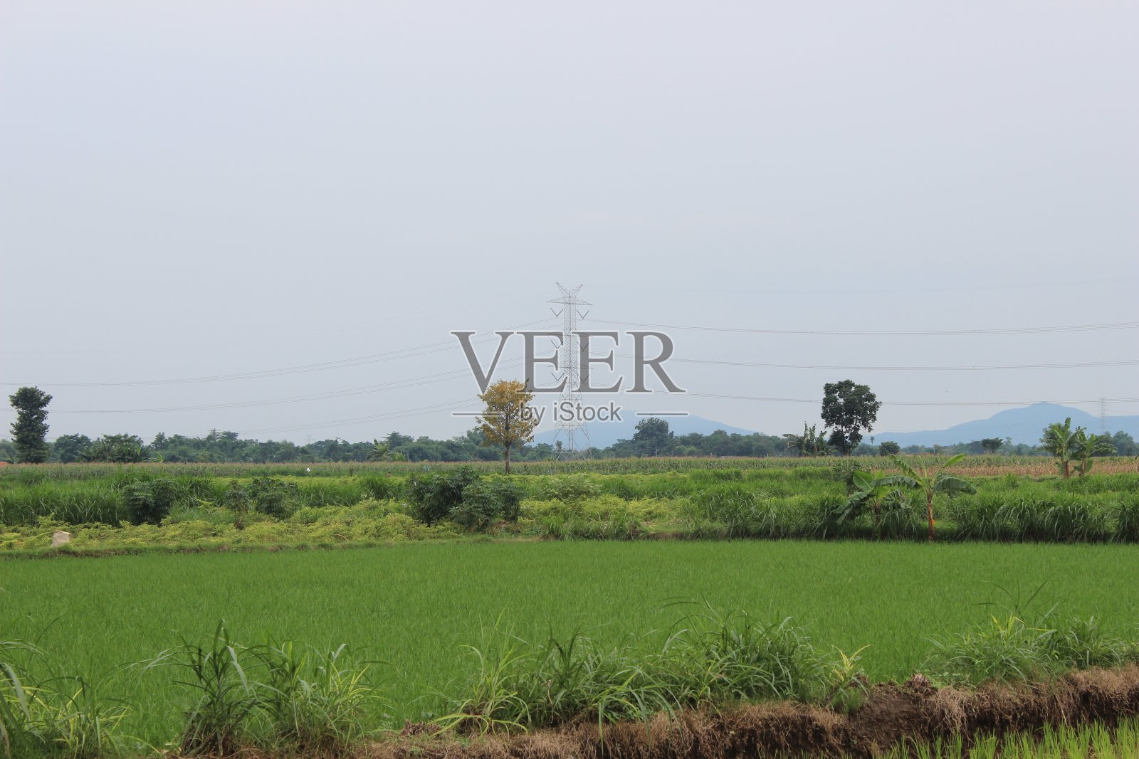 稻田的气氛是绿色的，美丽的，凉爽的照片摄影图片