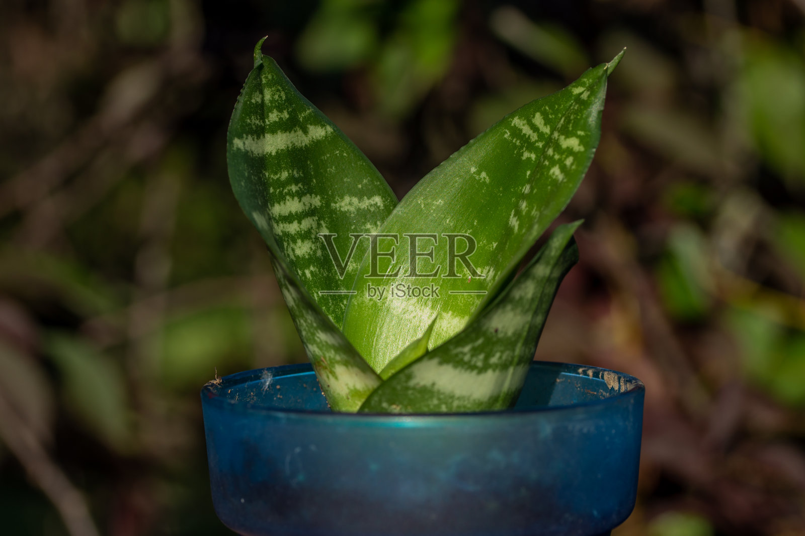 三叶虎尾兰室内植物在一个蓝色玻璃花盆照片摄影图片
