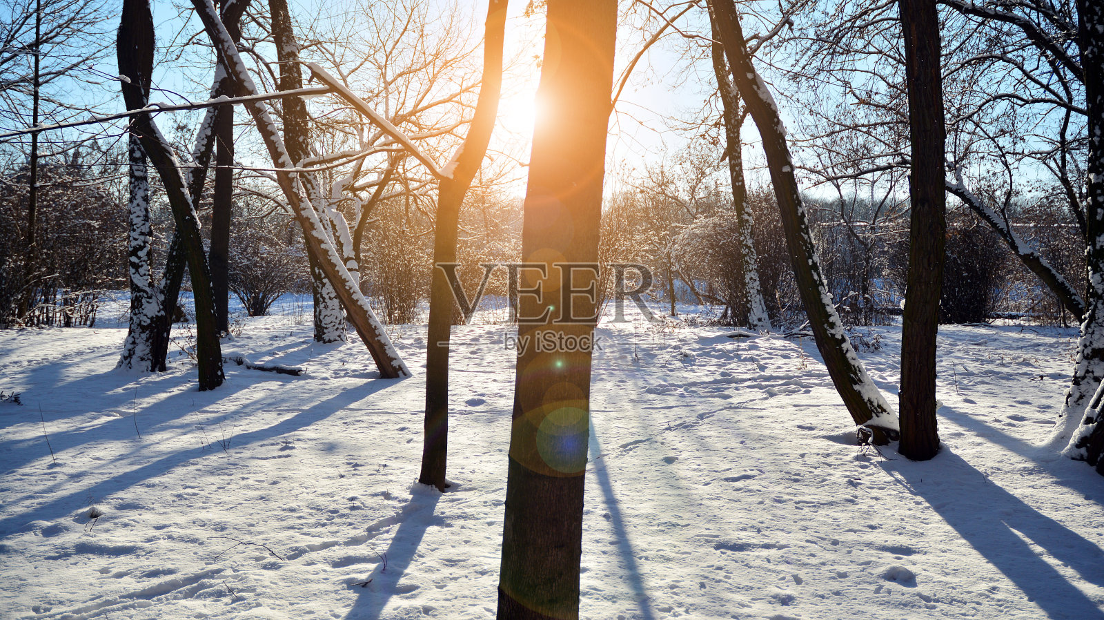 冬季景观与树木和阳光。照片摄影图片