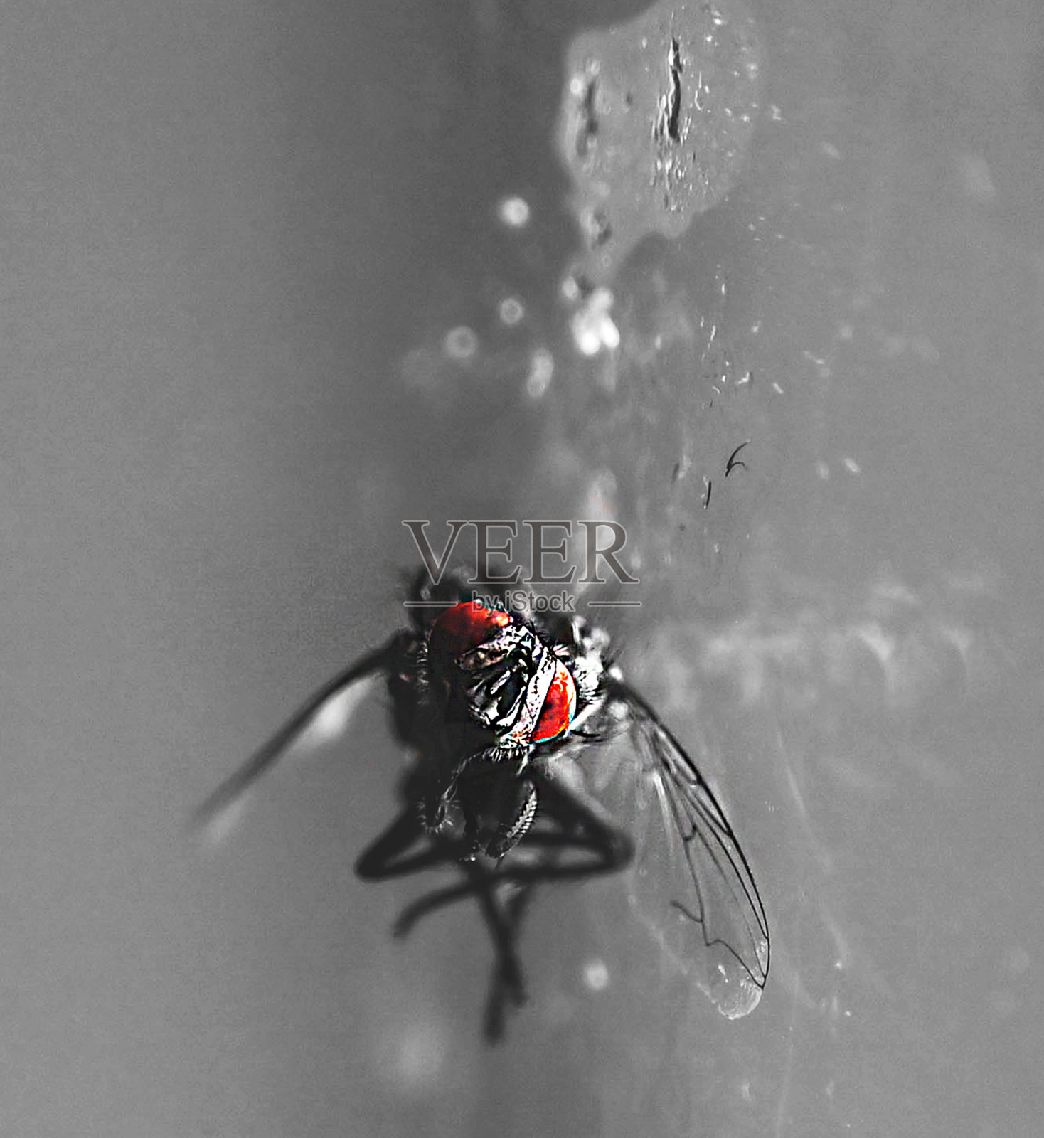 昆虫照片摄影图片